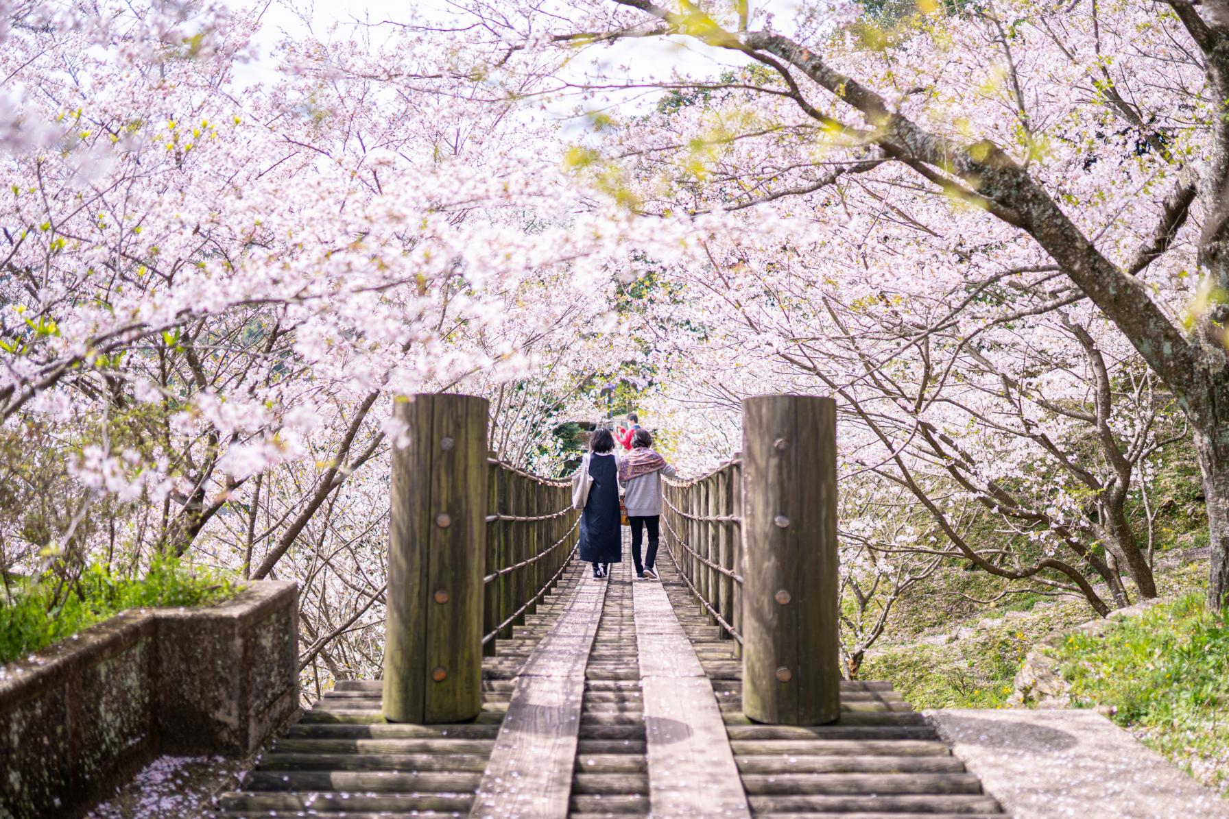 ここはどこ！？幻想的な桜の吊り橋！-0