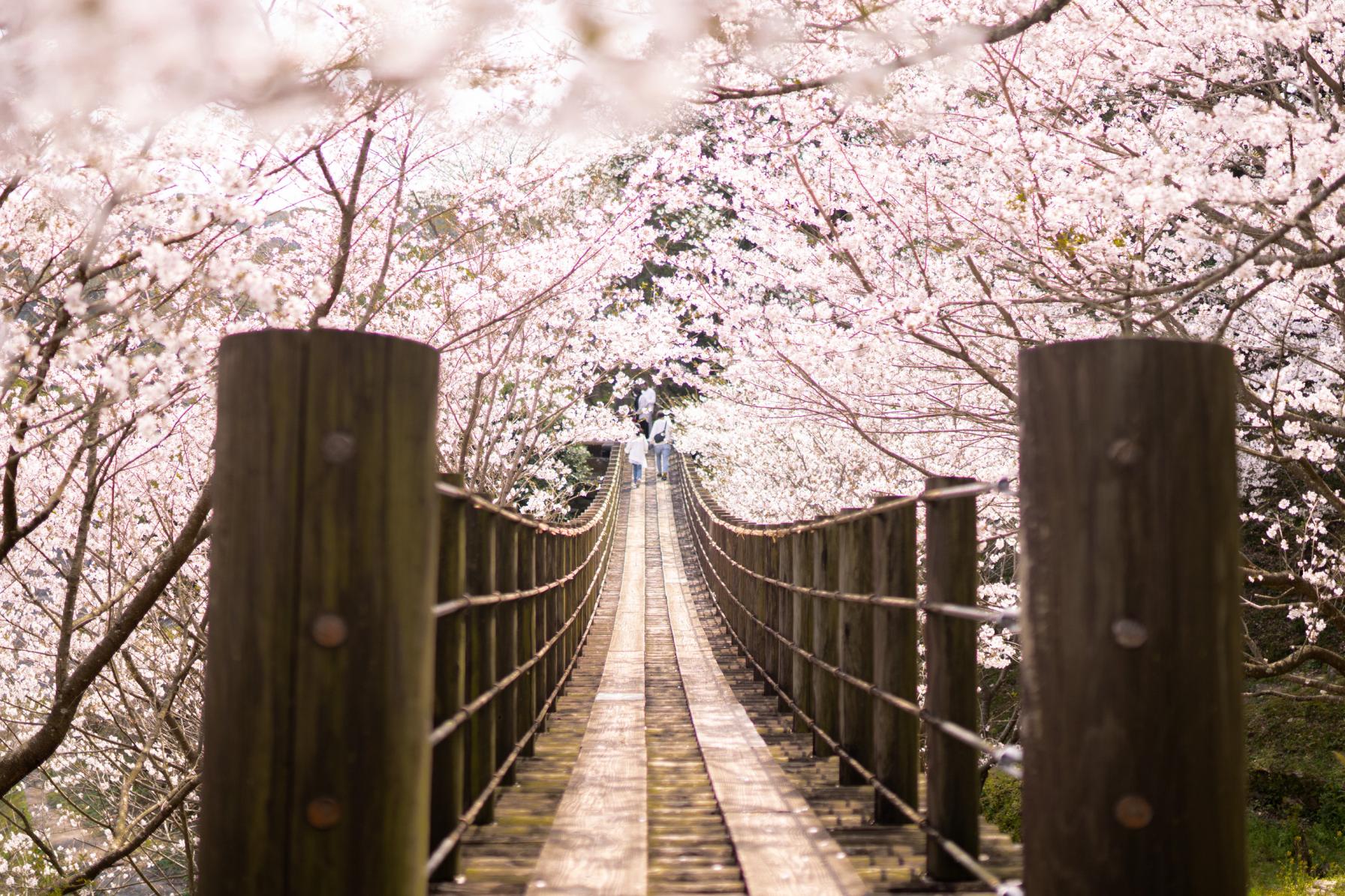 桜も人気も知名度も、ぐんぐん成長中！-1