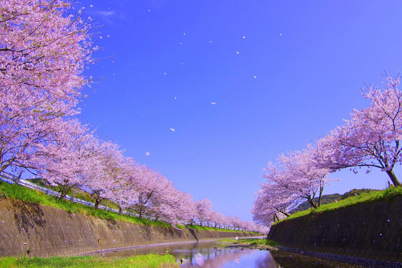 琴海戸根川の桜並木も見にいこう！-0