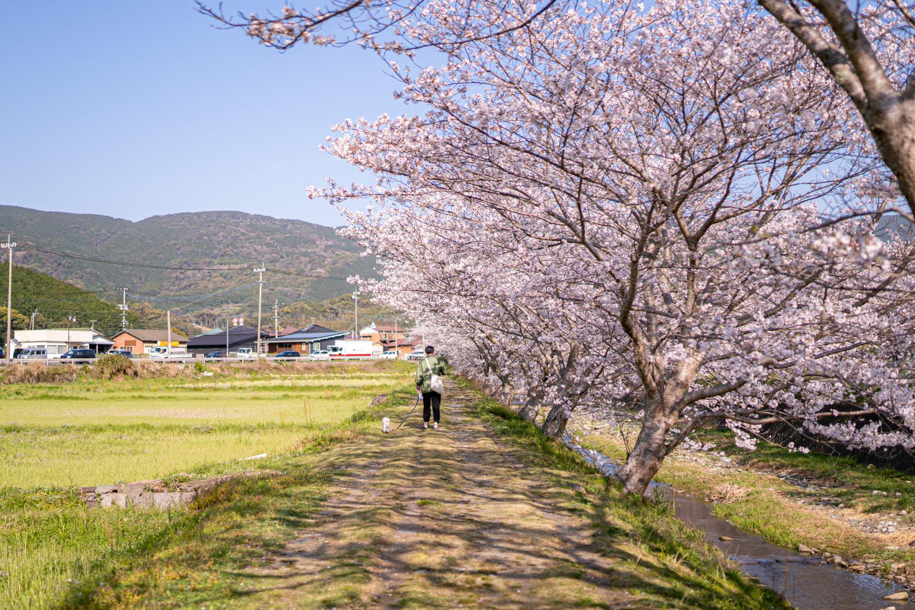 琴海戸根川の桜並木も見にいこう！-1