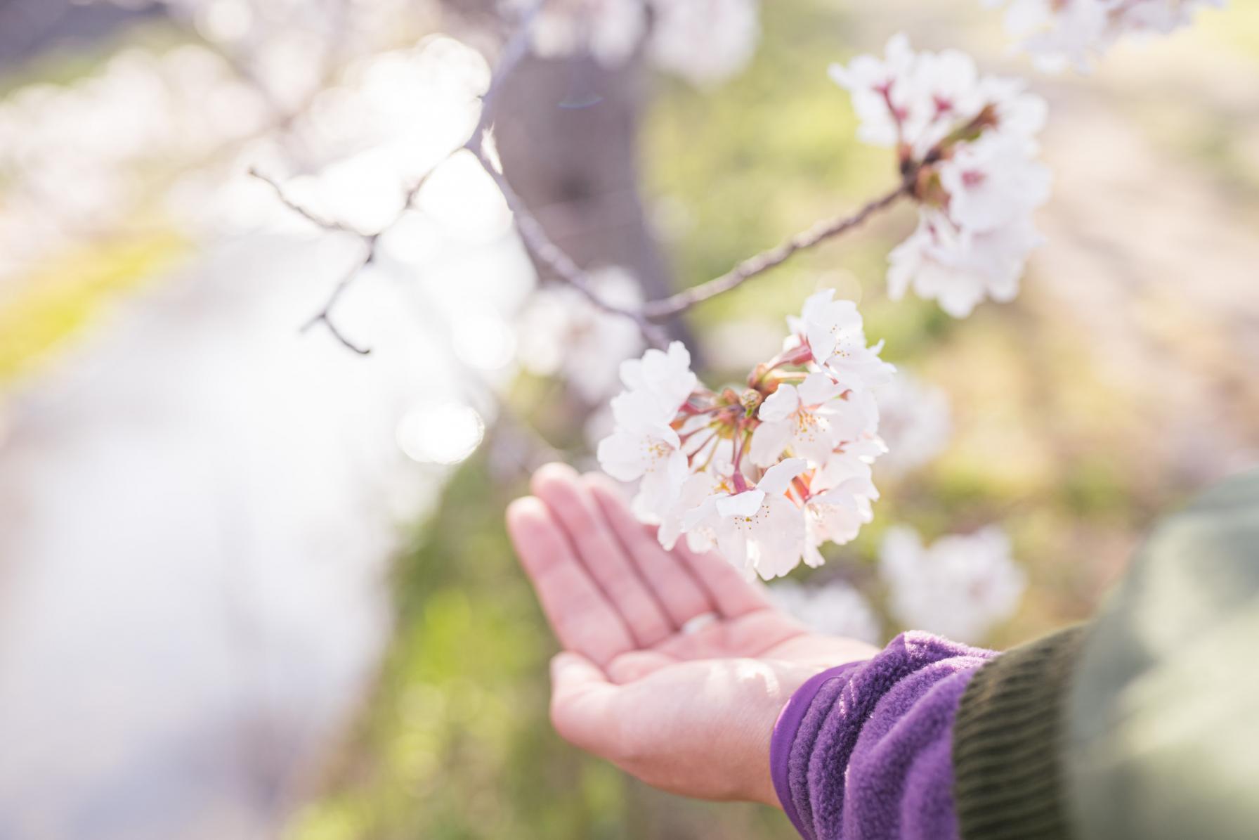 【菜の花×桜】の黄金コンビも！-1