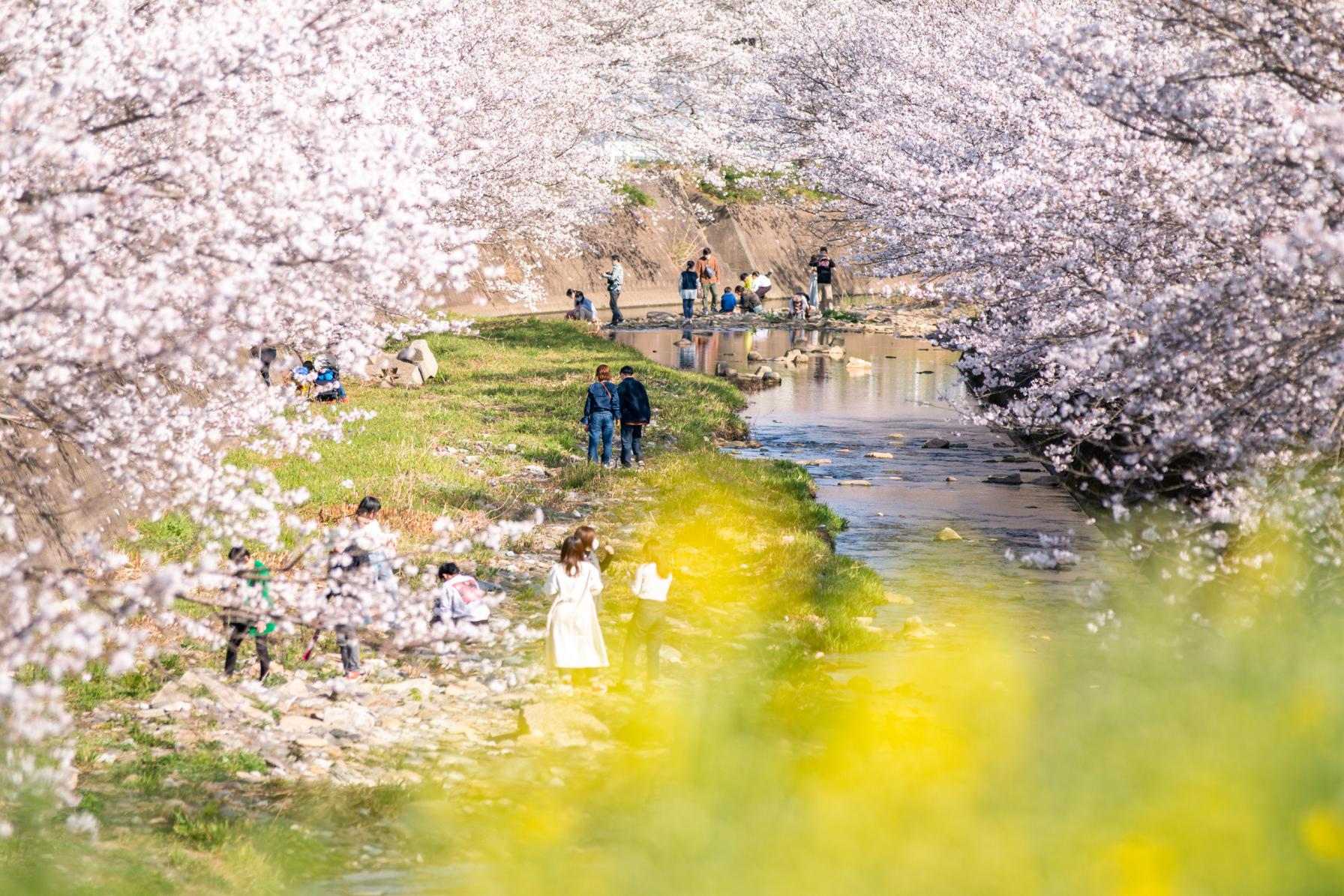 【菜の花×桜】の黄金コンビも！-0