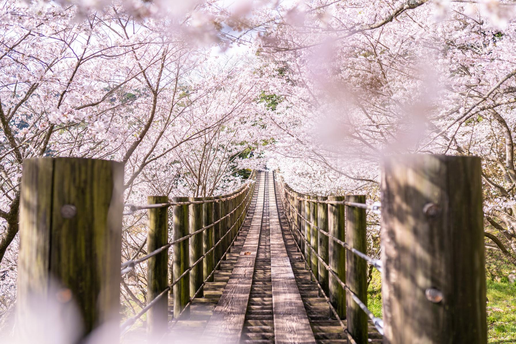 【３月】お花見といえばやっぱり桜。穴場の幻想的な桜の吊り橋へ-1
