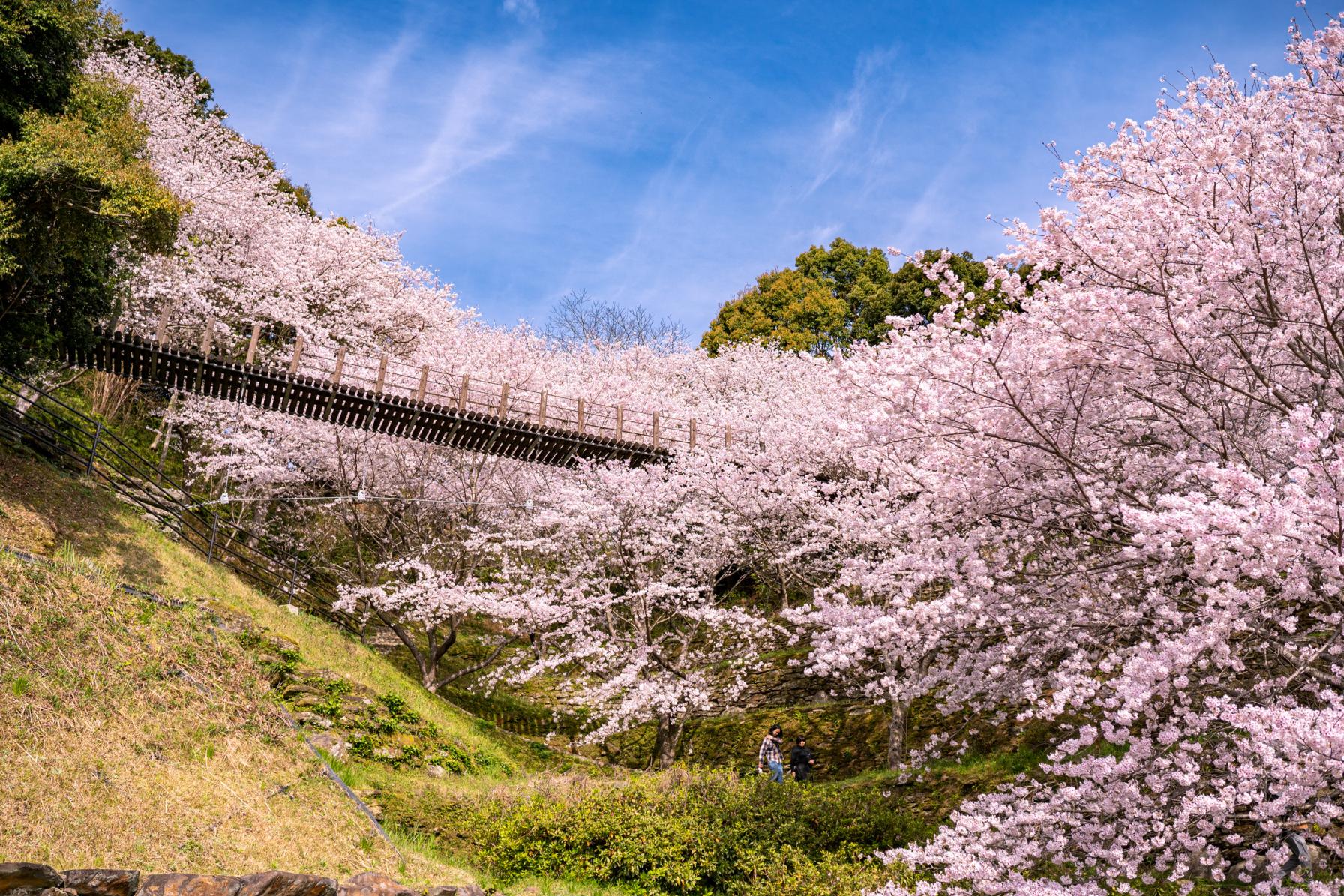 【３月】お花見といえばやっぱり桜。穴場の幻想的な桜の吊り橋へ-0