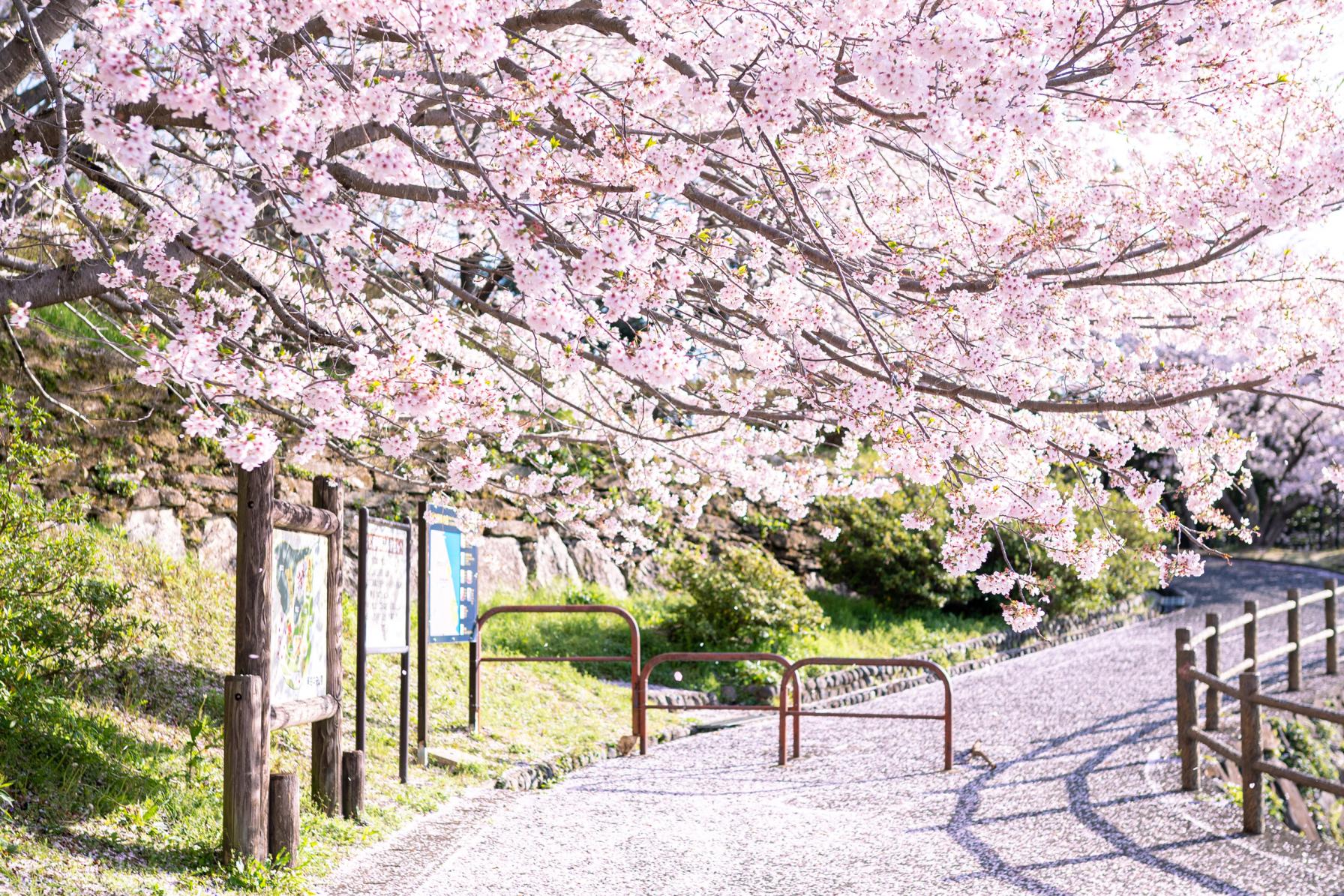 【３月】お花見といえばやっぱり桜。穴場の幻想的な桜の吊り橋へ-2