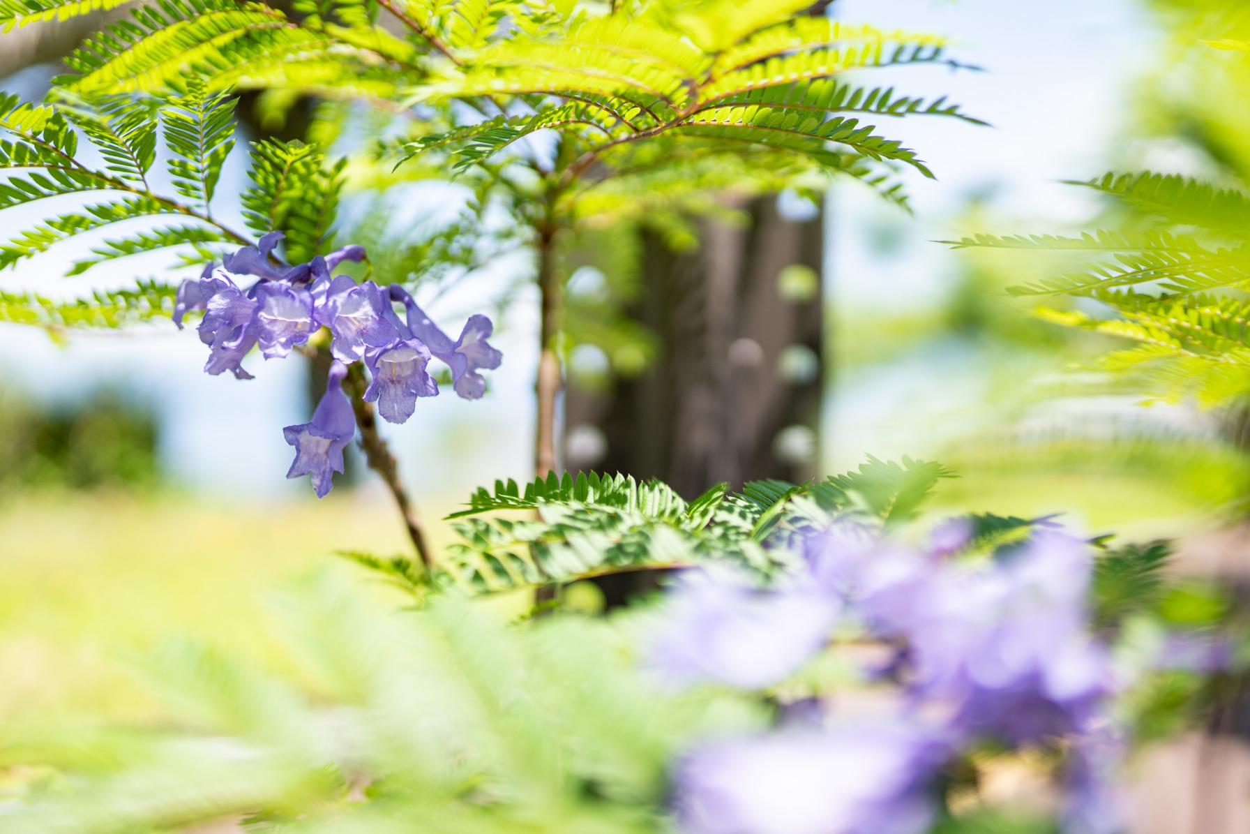 【６月】薄むらさきの涼しげな花がかわいいアフリカ原産のジャカランダ ！-2