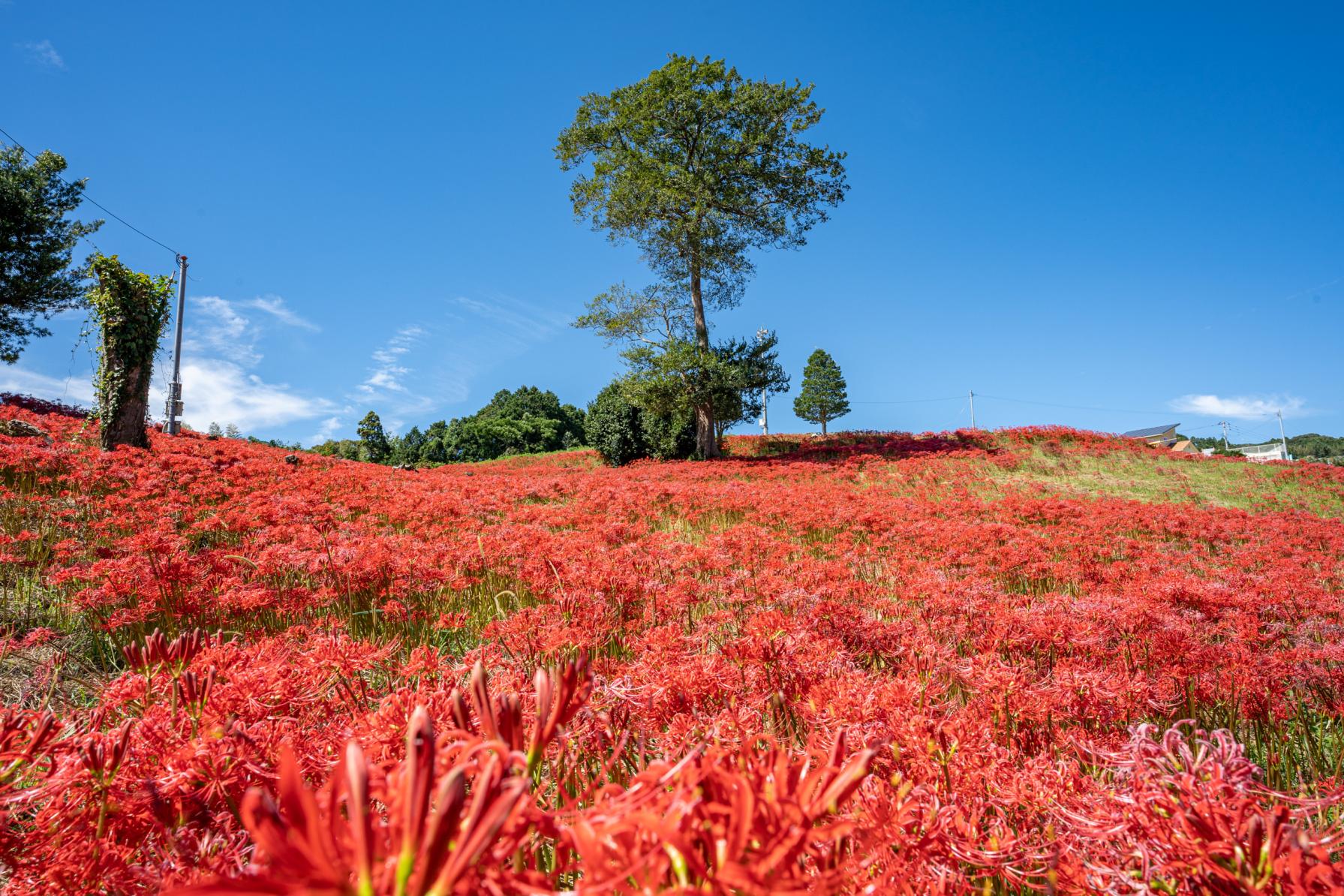 【９月】秋の訪れを知らせる、情熱的な深紅の彼岸花！-1