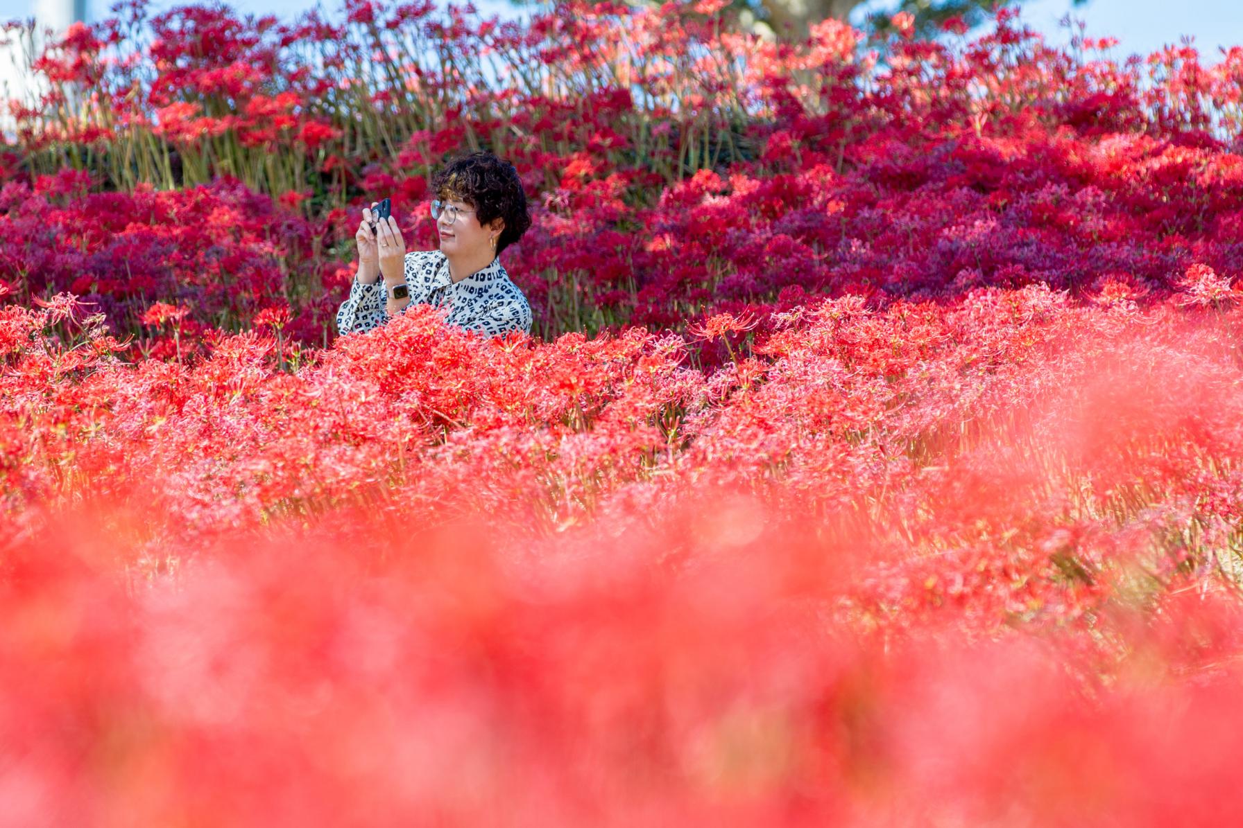 【９月】秋の訪れを知らせる、情熱的な深紅の彼岸花！-2