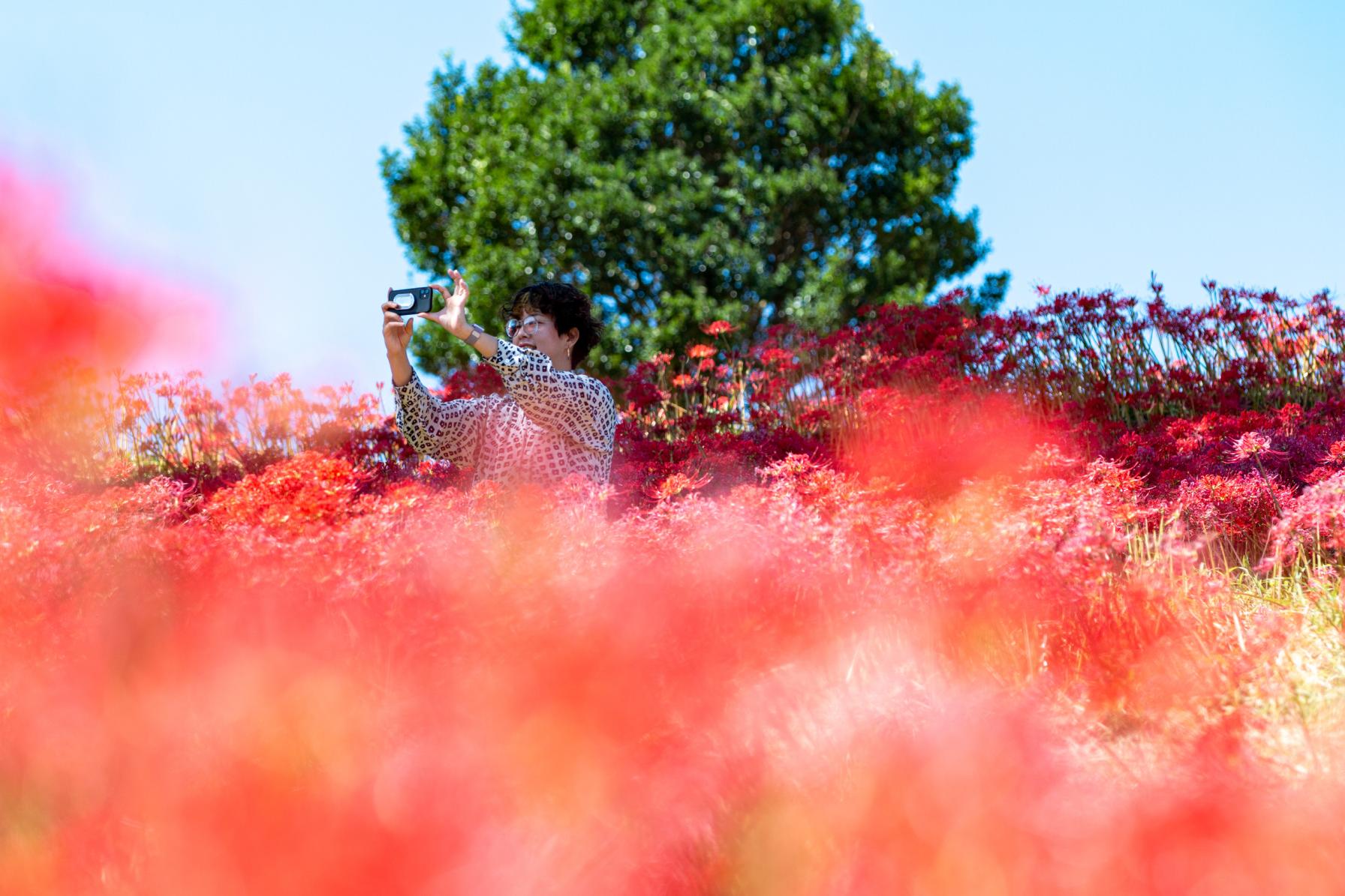 【９月】秋の訪れを知らせる、情熱的な深紅の彼岸花！-0