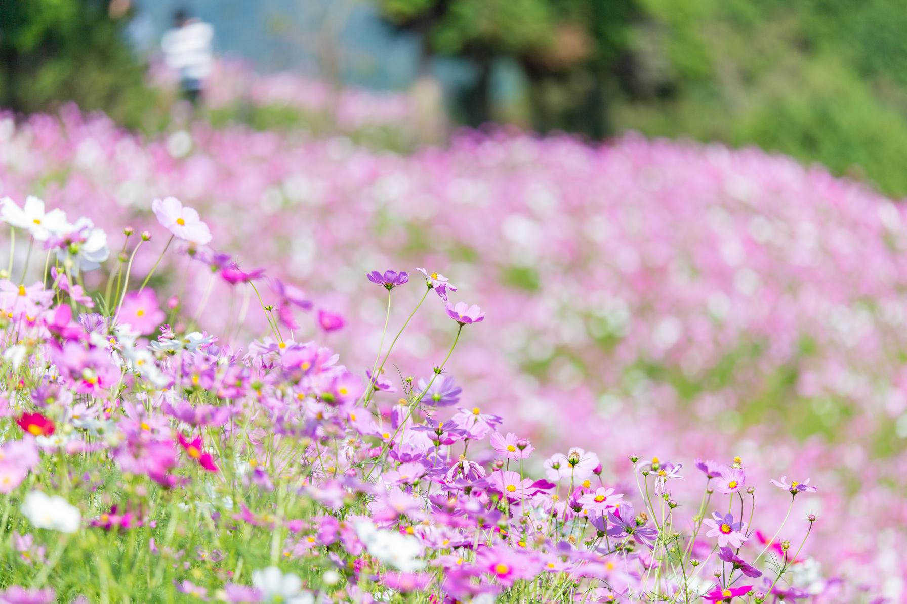 【10月】桜に次ぐ花人気ナンバー2！可憐なコスモスを見にいこう-0