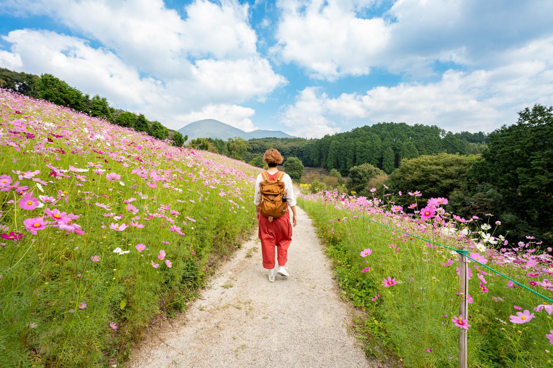 【10月】桜に次ぐ花人気ナンバー2！可憐なコスモスを見にいこう-1