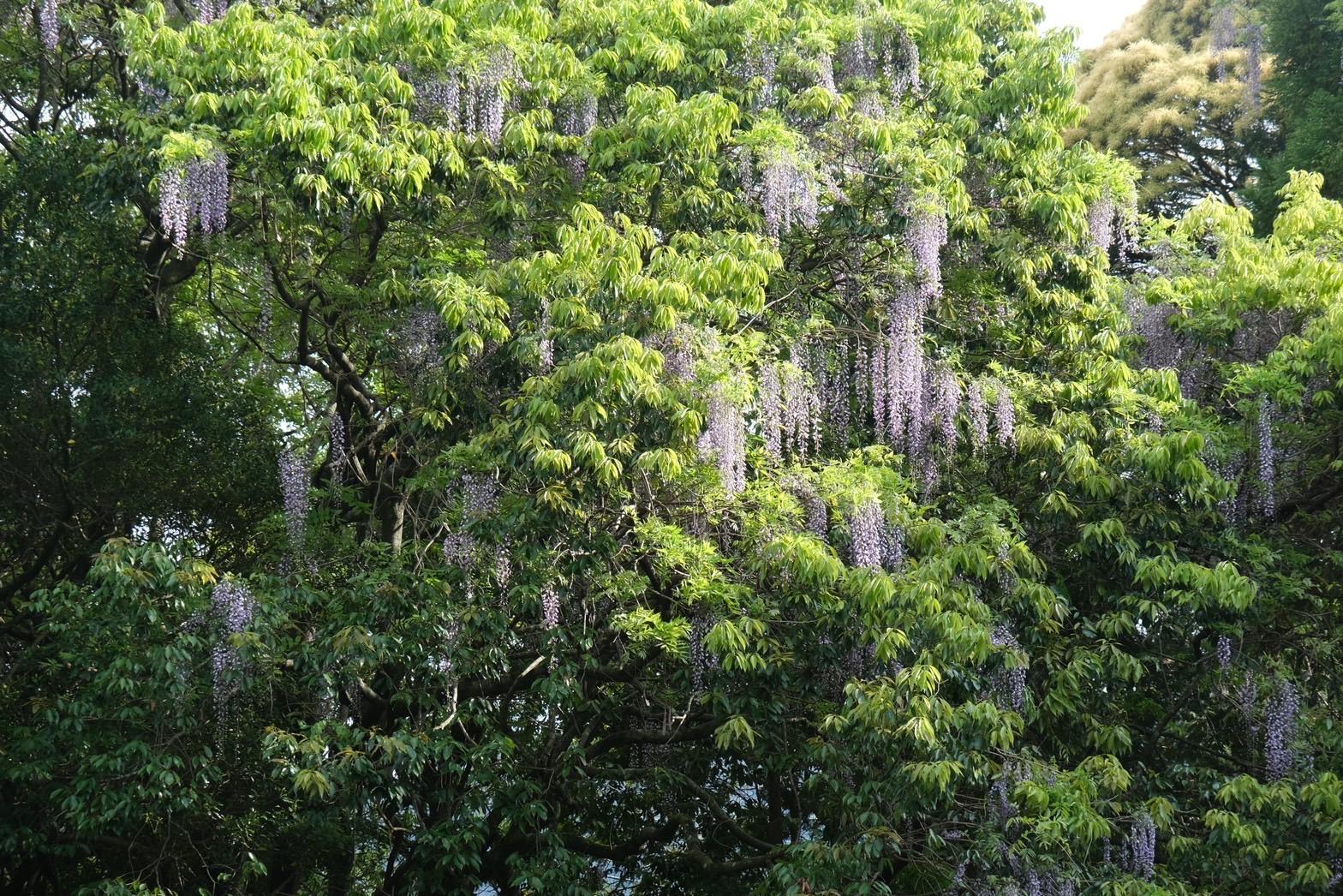 知る人ぞ知る柚木の藤の名所「西光寺」のノダフジ-0