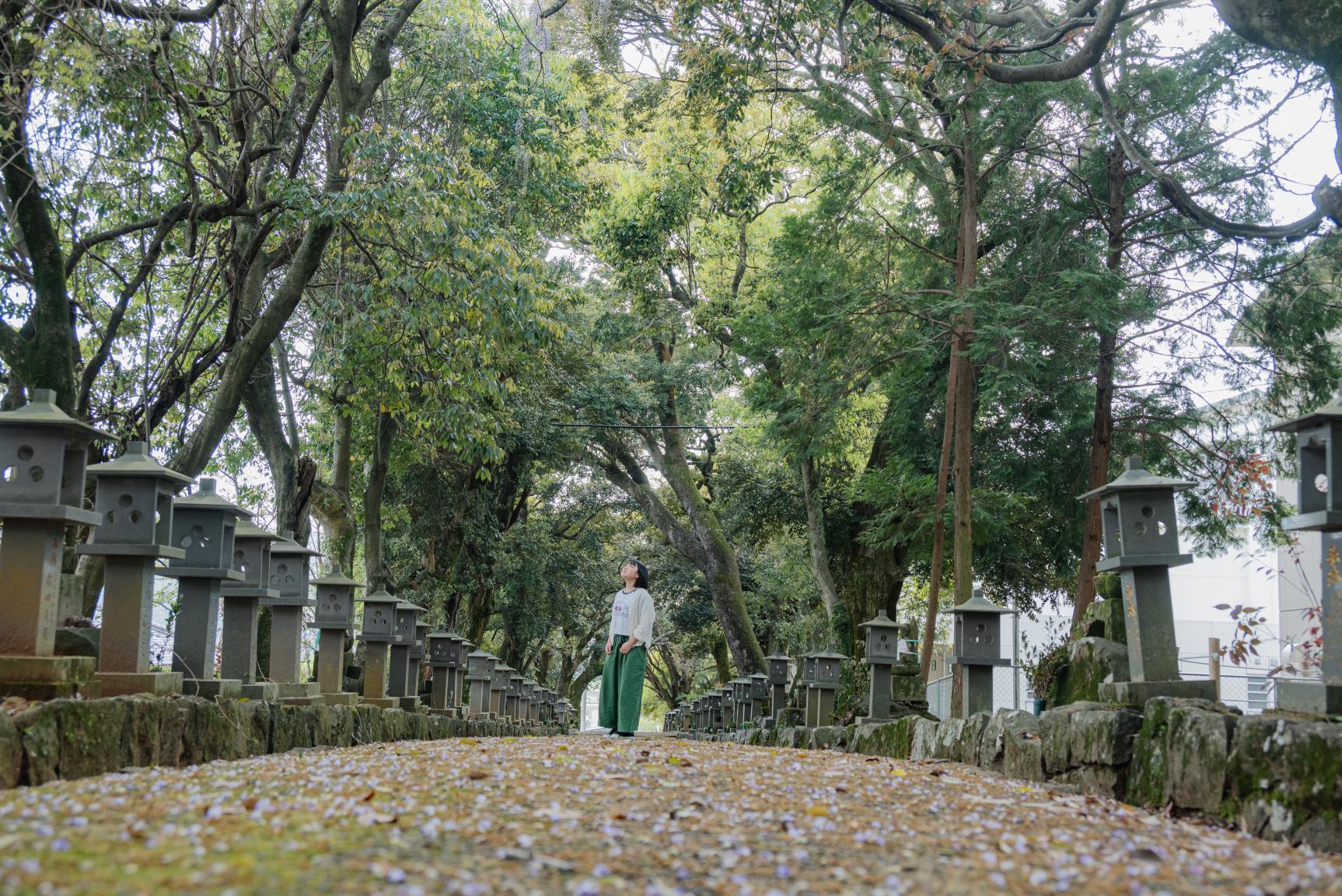 知る人ぞ知る柚木の藤の名所「西光寺」のノダフジ-1