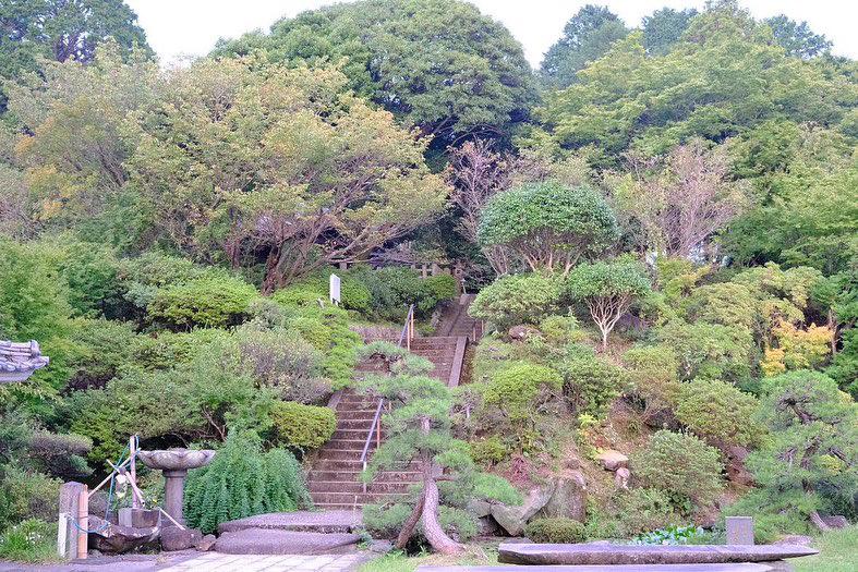 知る人ぞ知る柚木の藤の名所「西光寺」のノダフジ-2