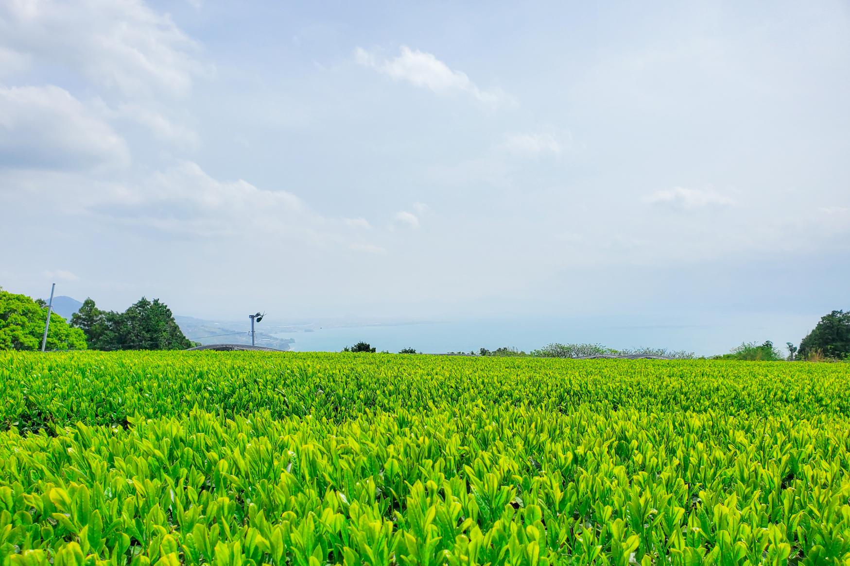 茶畑の景観を楽しむなら春から夏？-2