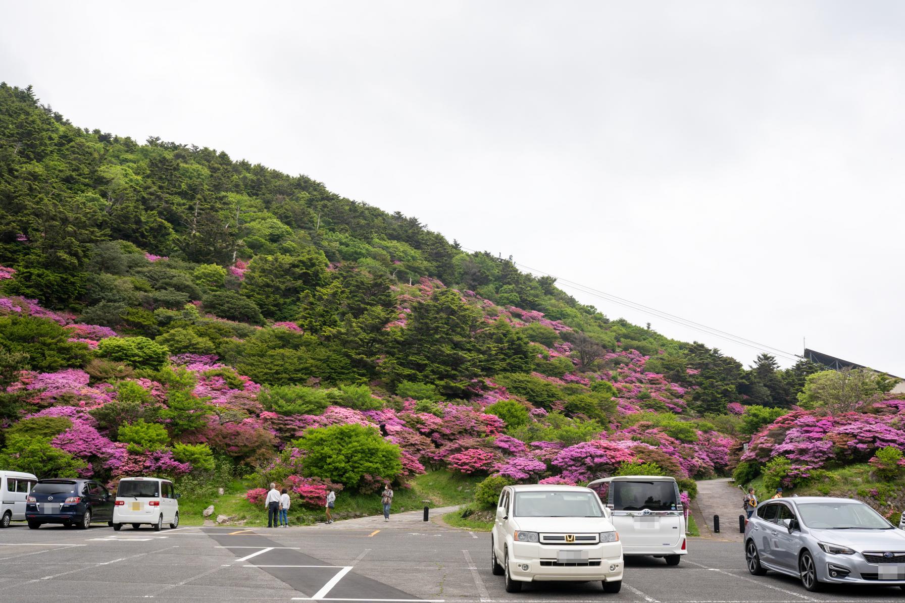 ミヤマキリシマ群落が登山なしで見られる雲仙！-0