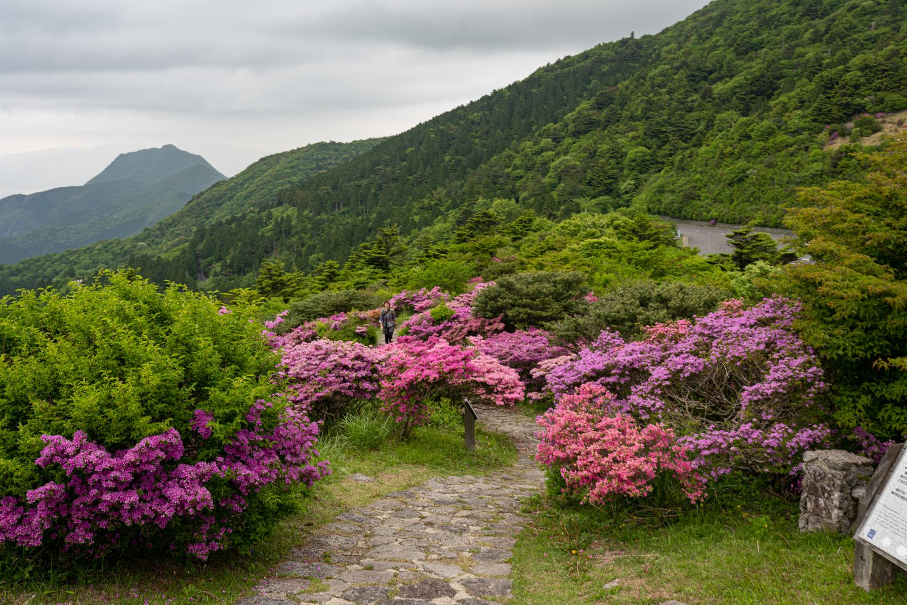 仁田峠駐車場から見られるミヤマキリシマの絶景♪-2