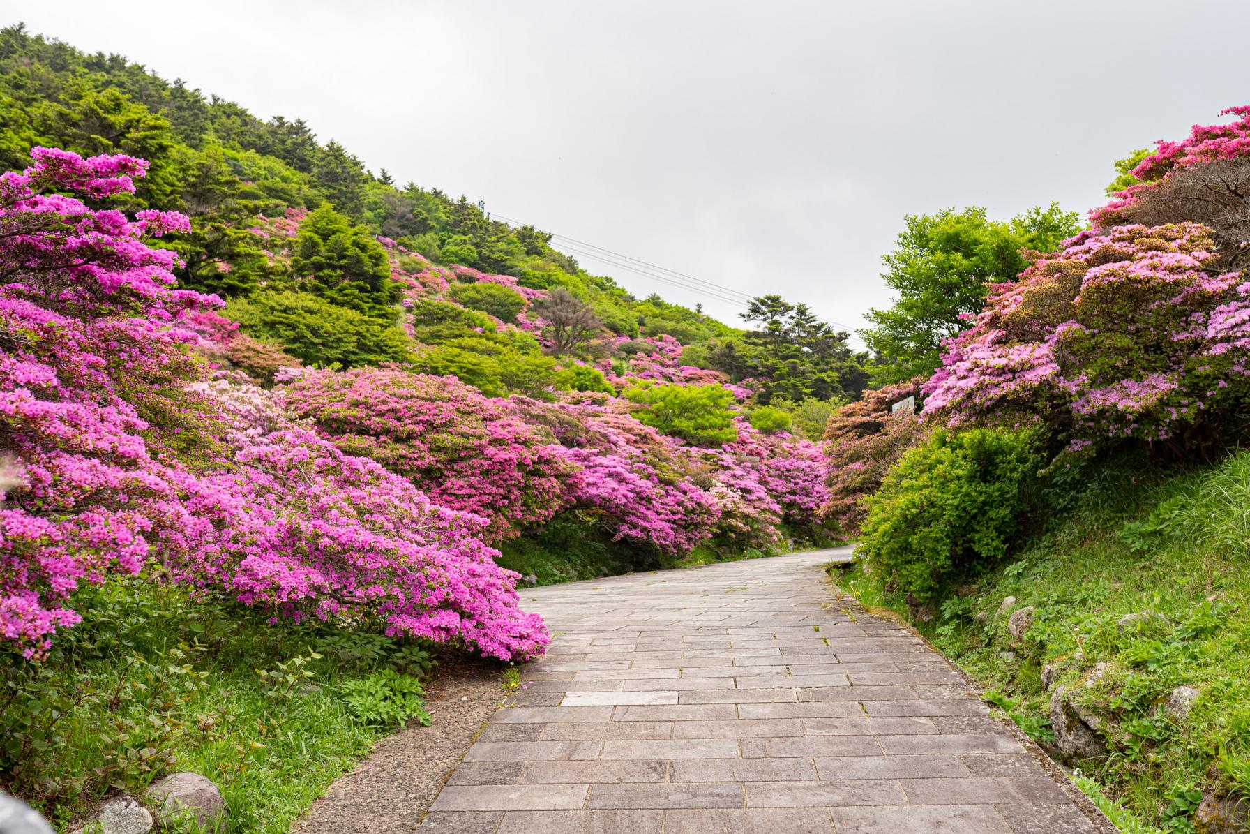 仁田峠駐車場から見られるミヤマキリシマの絶景♪-1