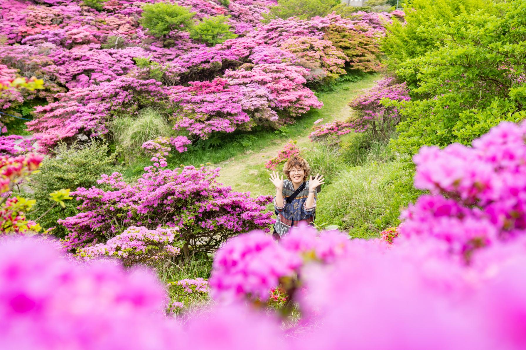 すこーし散策すればこんな絶景のミヤマキリシマ！-2