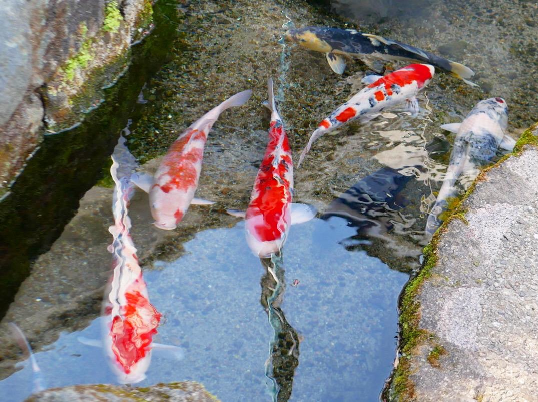 鯉の泳ぐまち、島原を散策-0