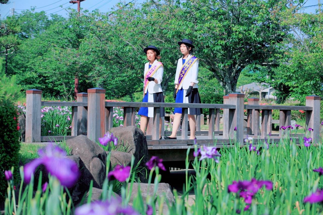 大村公園の「花菖蒲園」がもうすぐ見ごろを迎えます-1