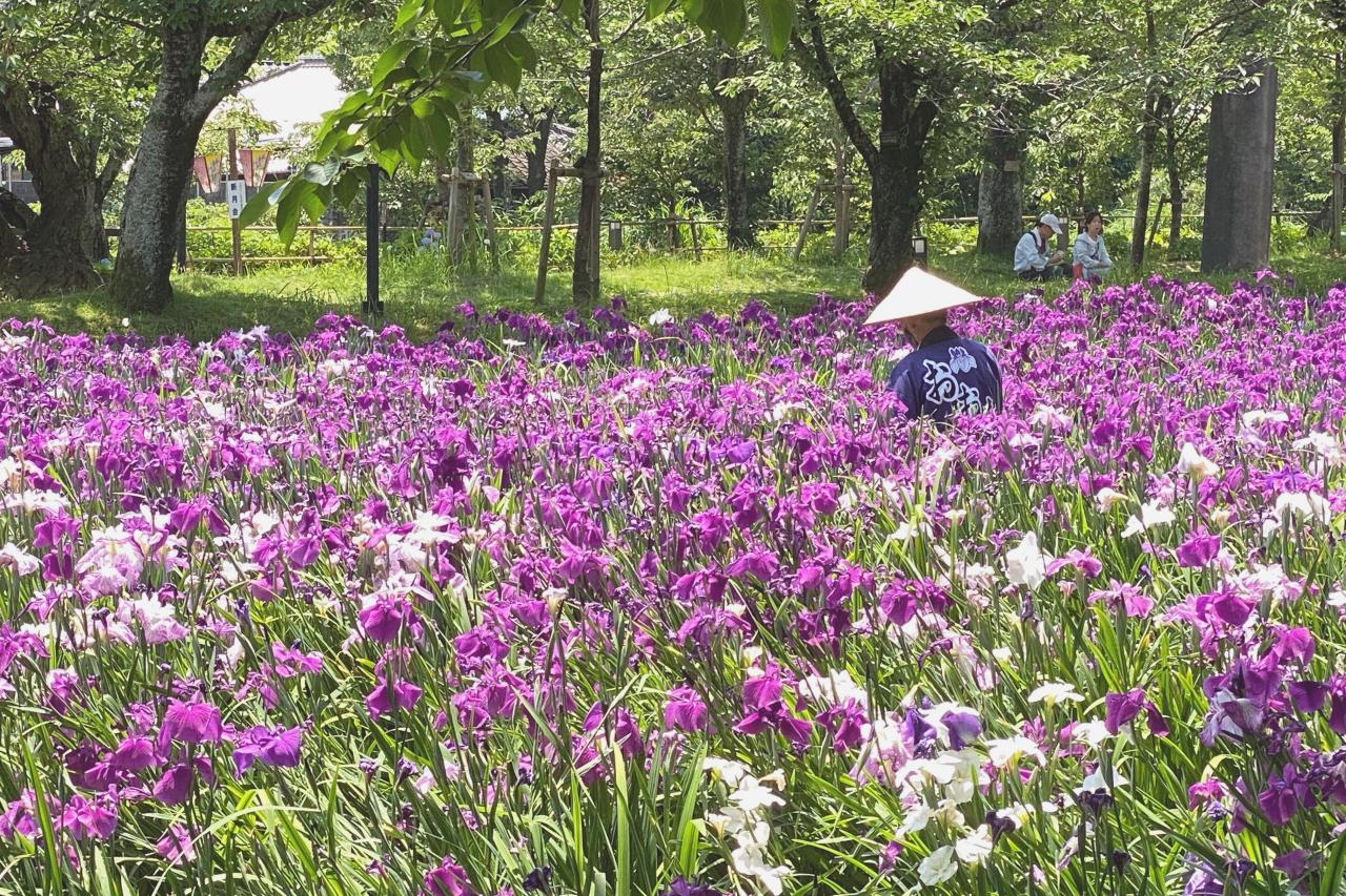 満開の頃の花菖蒲園はこんな感じ-1