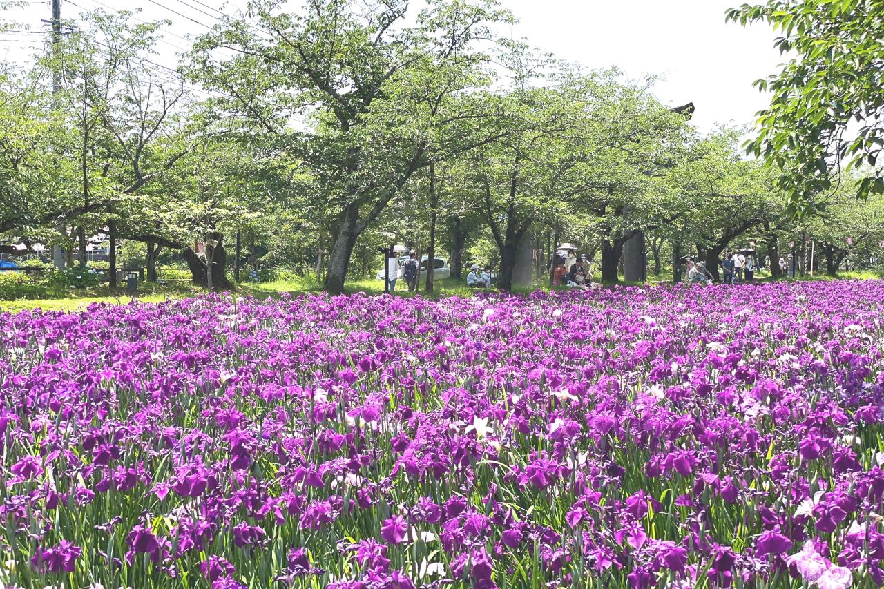 満開の頃の花菖蒲園はこんな感じ-3