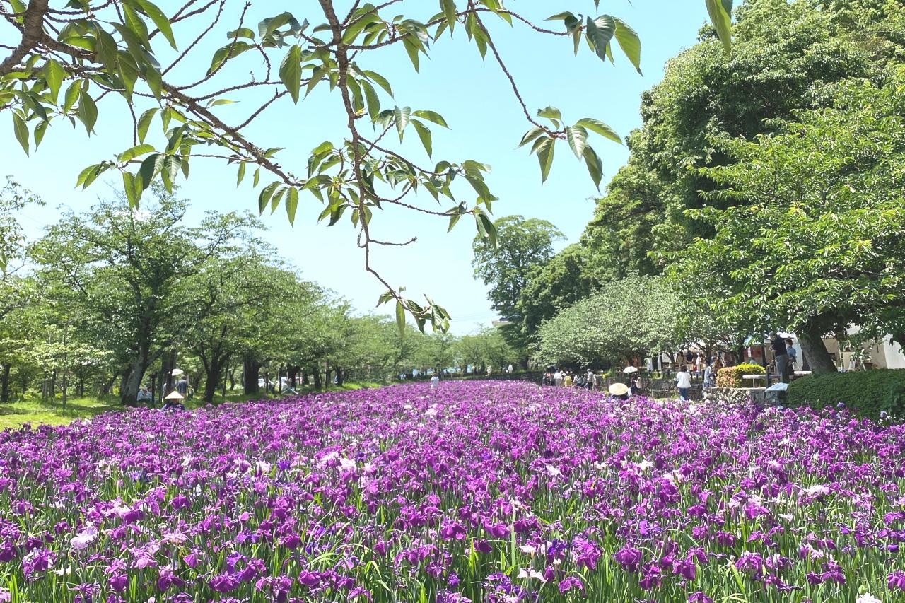 満開の頃の花菖蒲園はこんな感じ-0