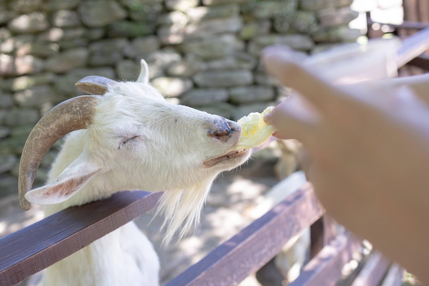 動物たちとふれあってみよう！-2
