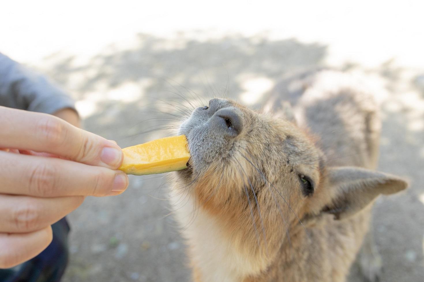 動物たちとふれあってみよう！-0