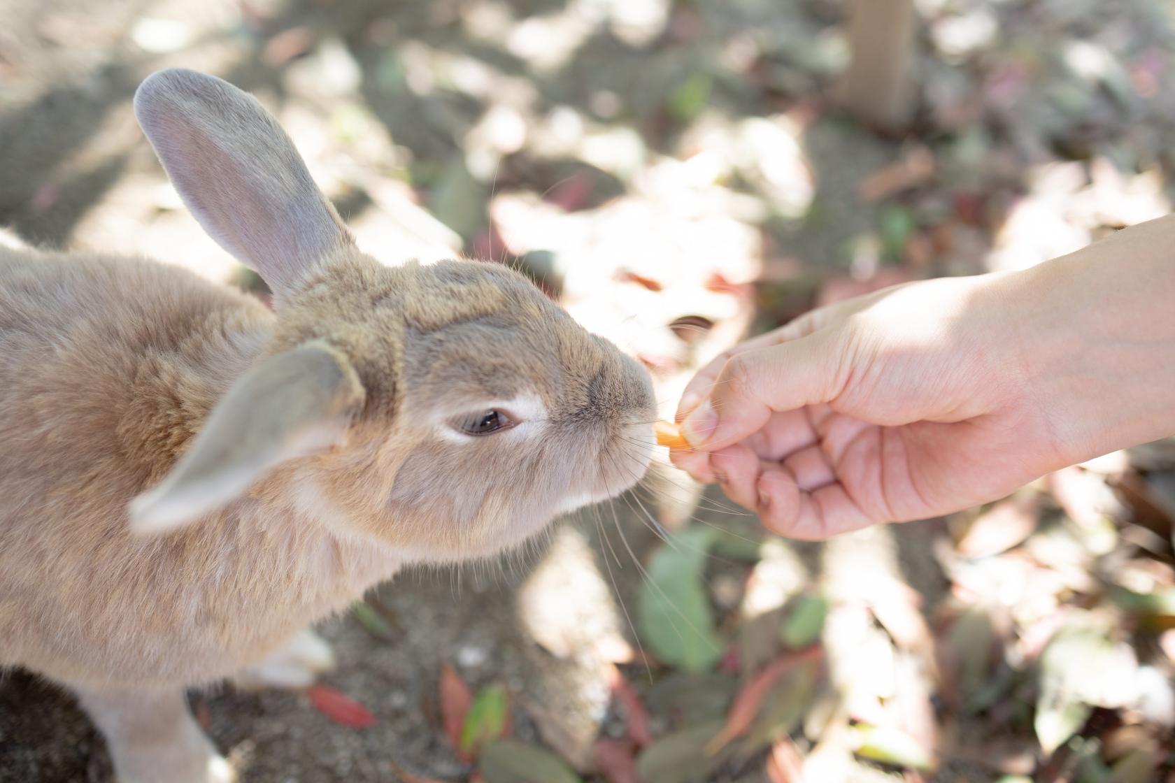 PAW（ペットアニマルワールド）で小動物とも遊ぼう！-3