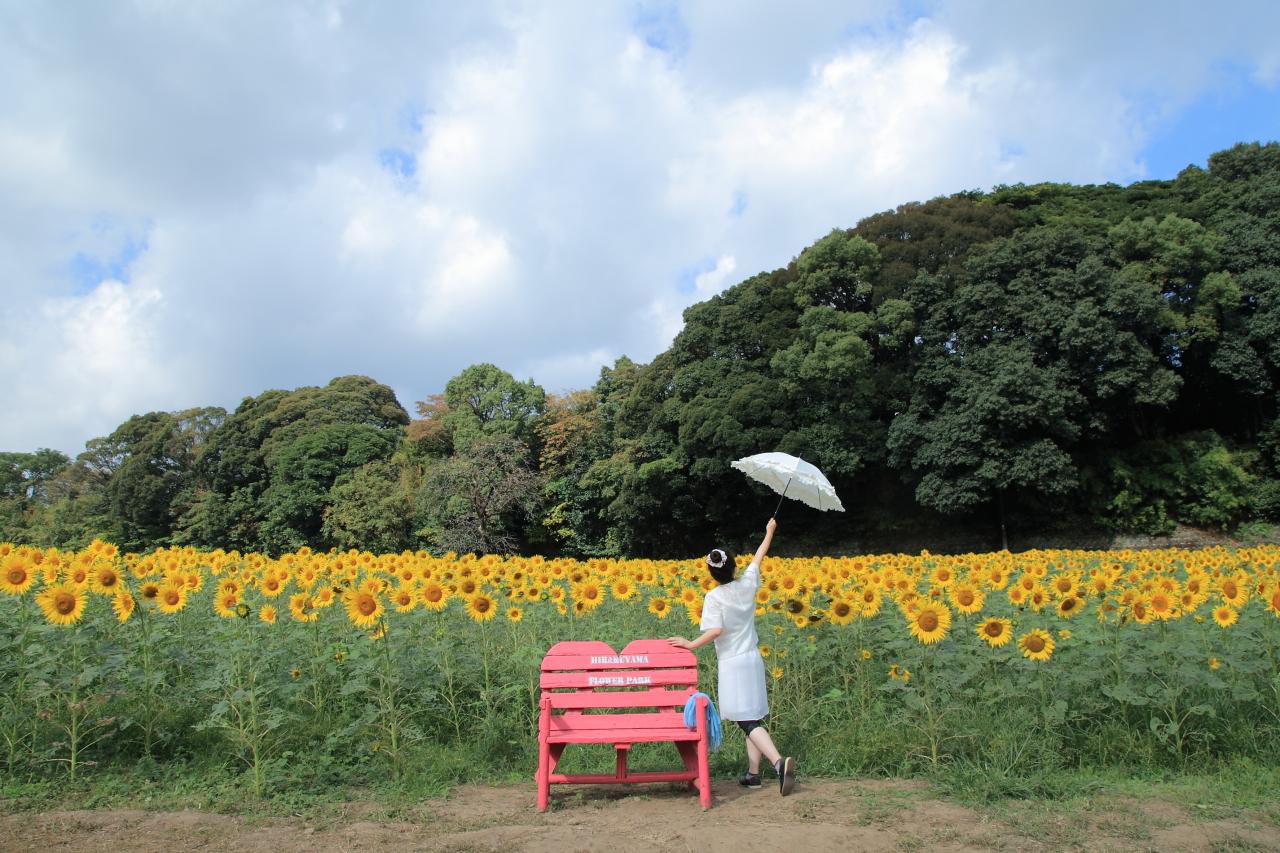 ひまわり畑には、ピンクのベンチもあります-0