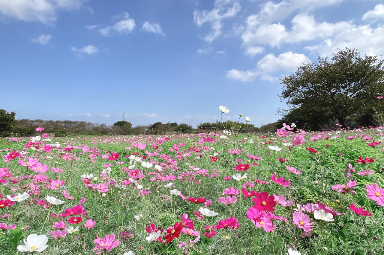 次は入園口右手のコスモス畑に行ってみました-1