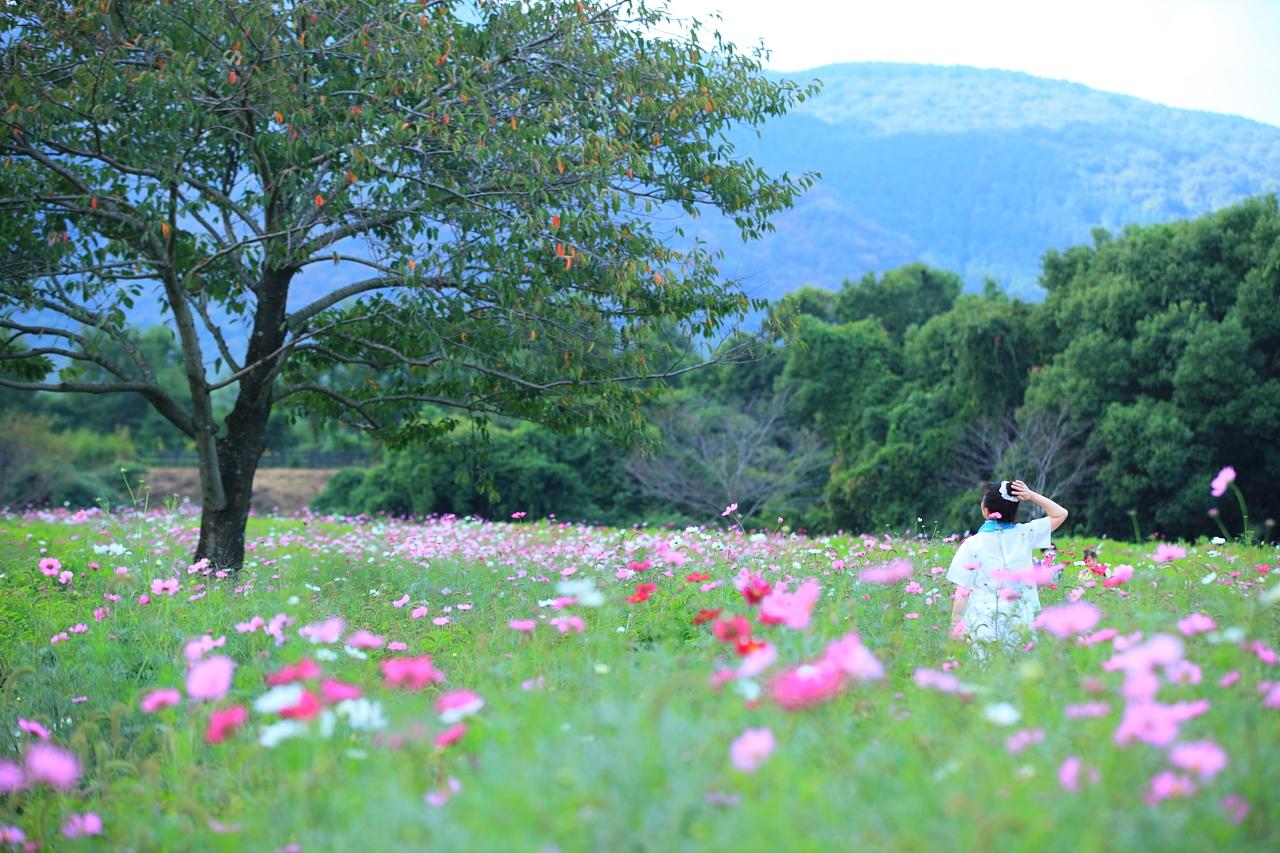 圧縮効果を使うと、人物が花に埋もれたような写真になります！-1