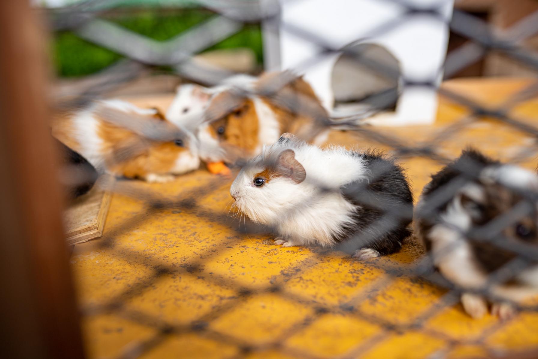 公園内のふれあいコーナーもチェック！-1