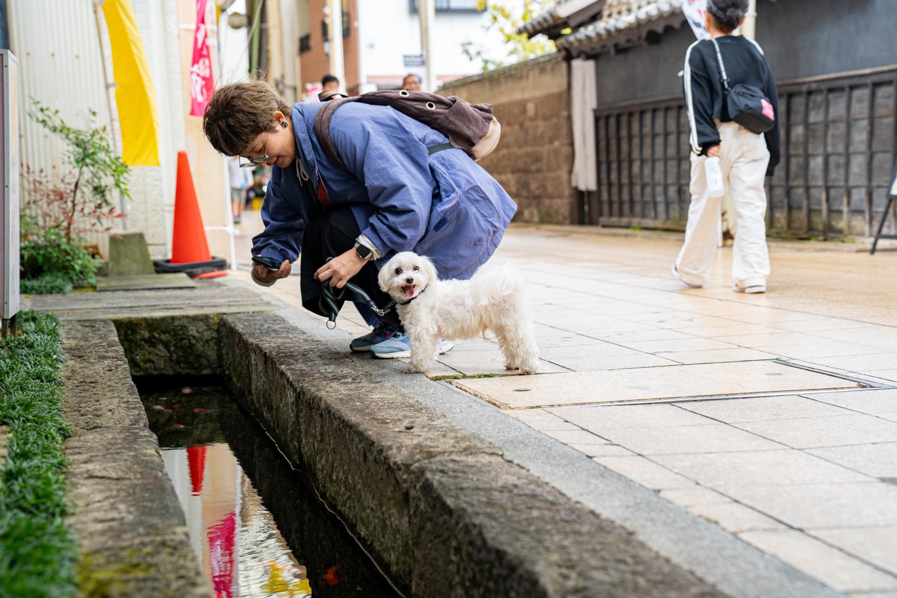 さすが島原！鯉が水路を泳いでいたー！-1