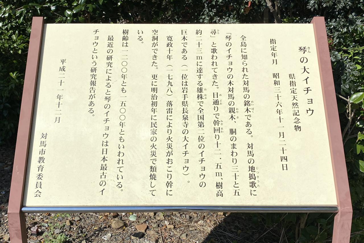 「舟志のもみじ街道」目指してレッツゴー！道すがらに楽しめる観光地②　【琴の大銀杏】-1