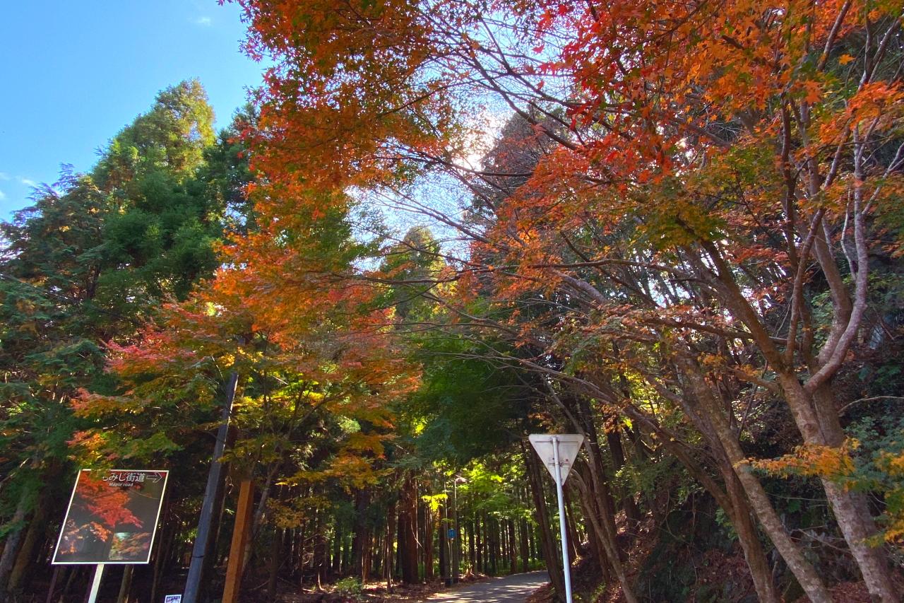 対馬一の絶景紅葉スポット　【舟志のもみじ街道】-0