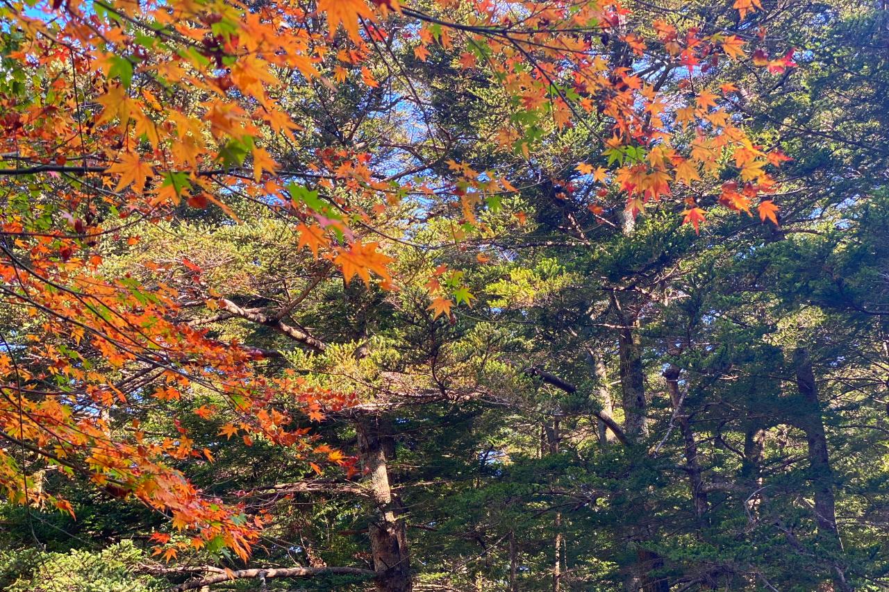 対馬一の絶景紅葉スポット　【舟志のもみじ街道】-1