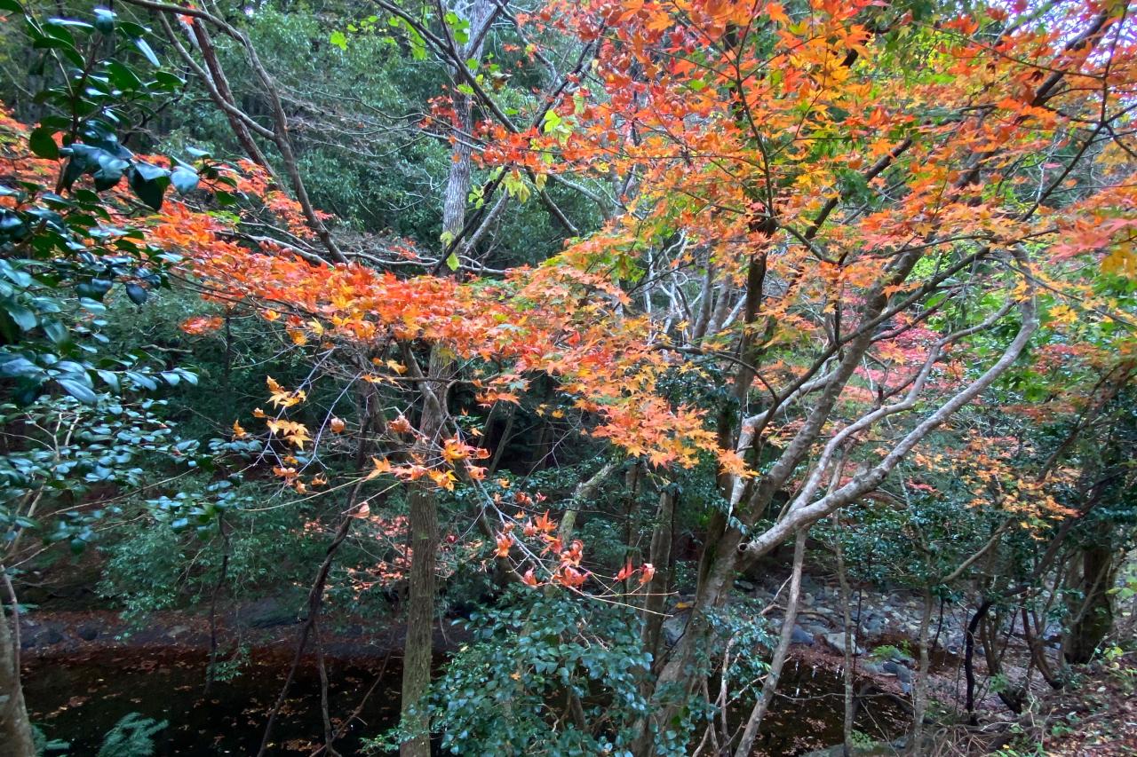 対馬一の絶景紅葉スポット　【舟志のもみじ街道】-2