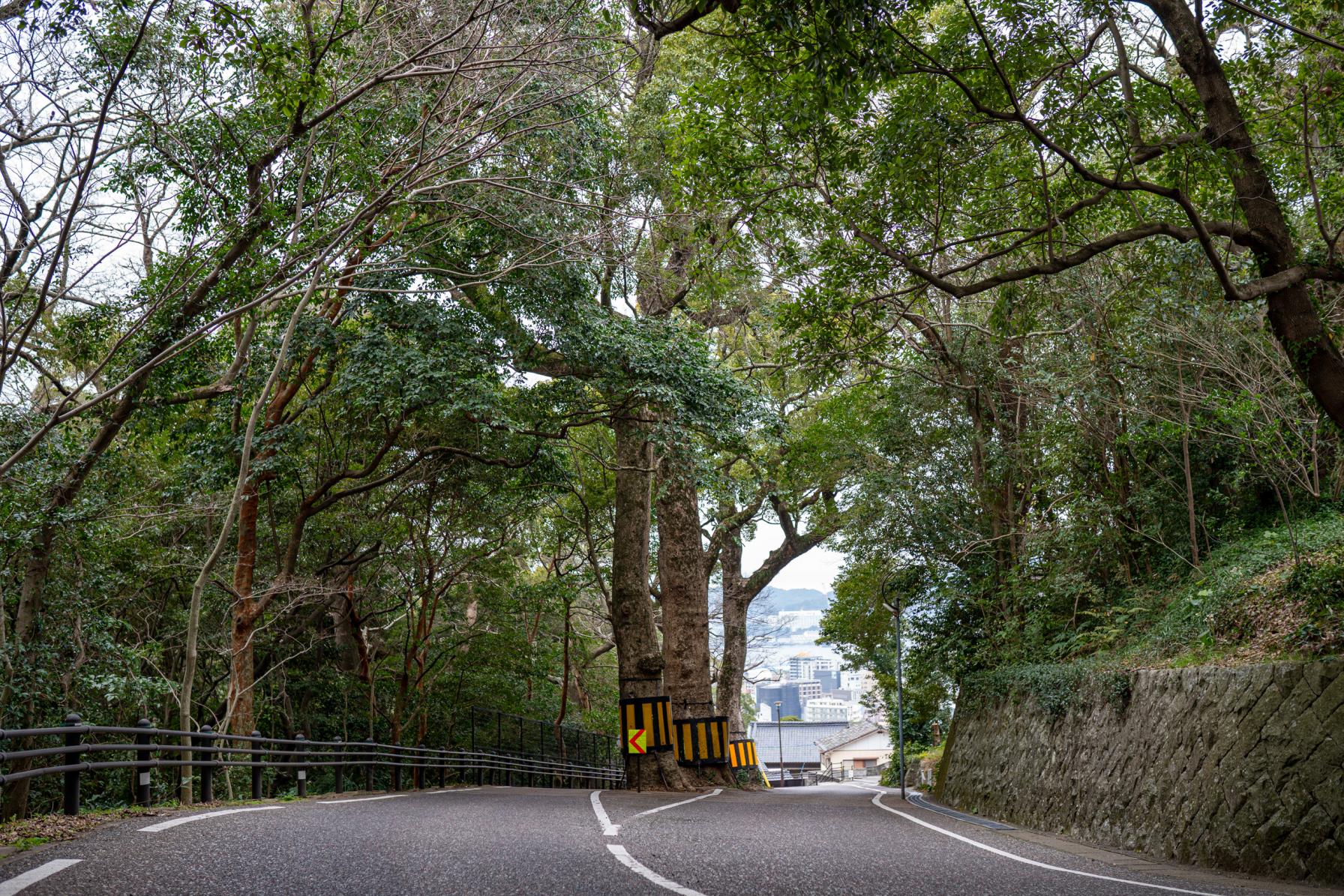 【六角道】道の真ん中に巨木が生えた、つづら折りの坂-1