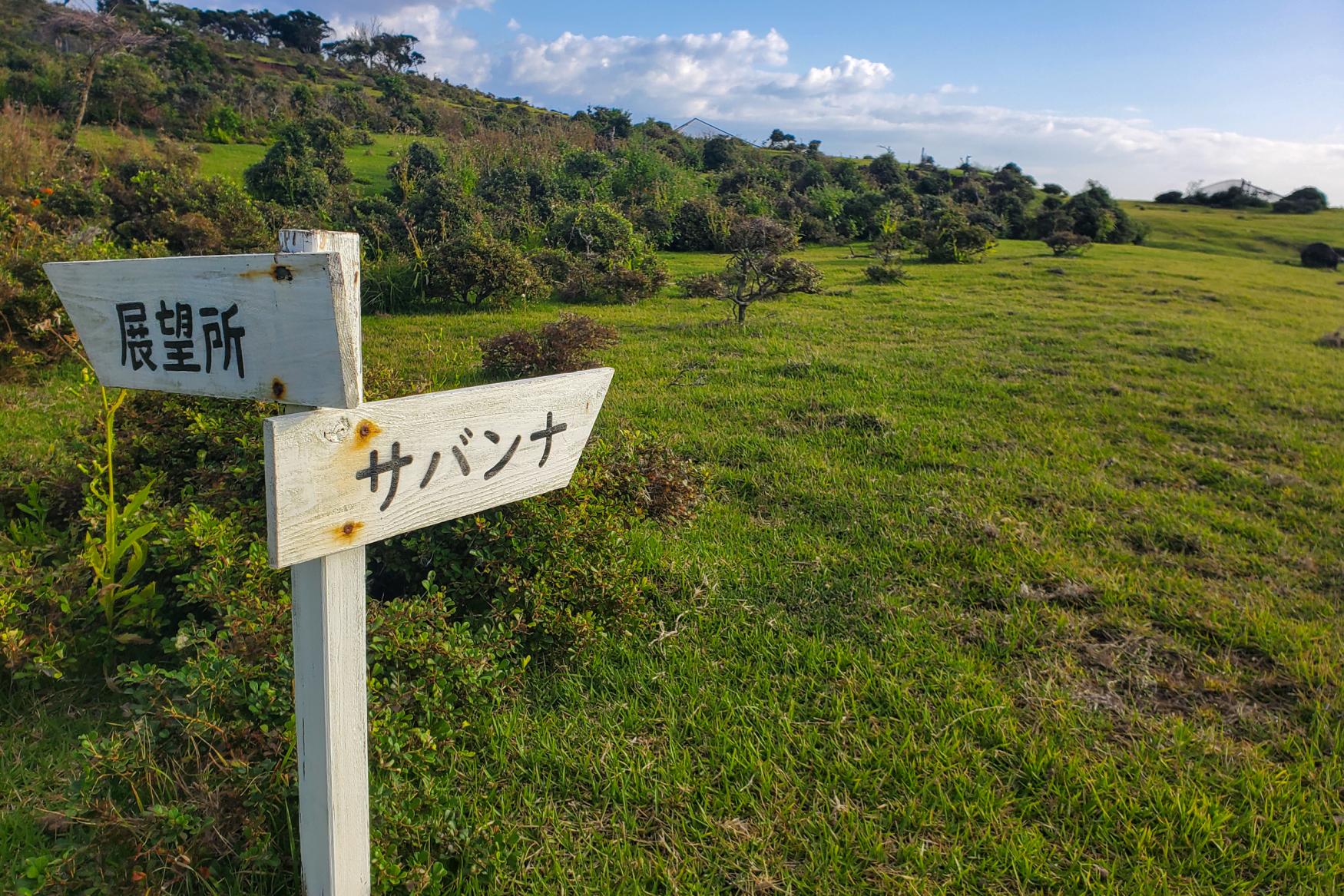 サバンナの絶景と野生の鹿にこんにちは-1
