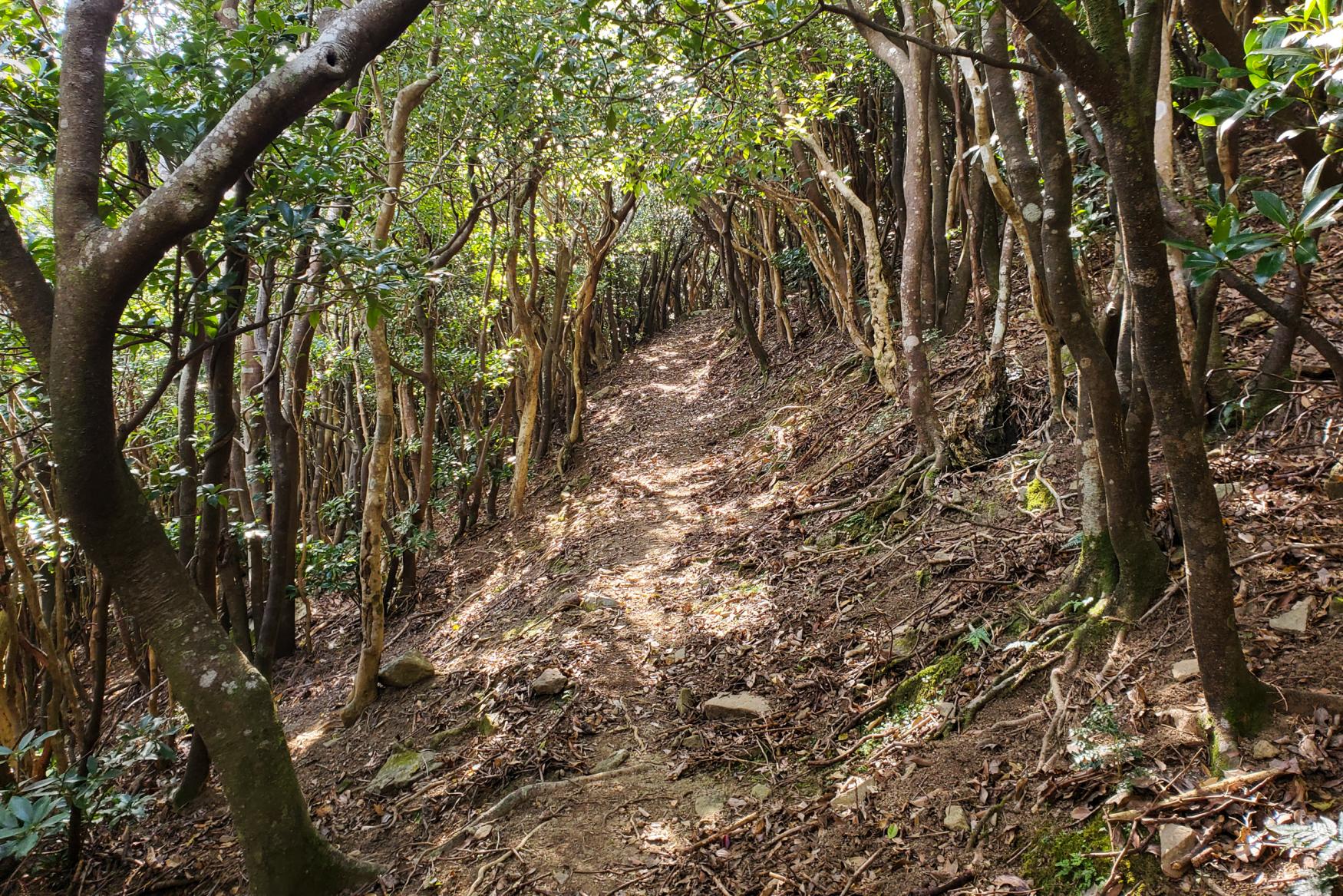 山深く入っていき、木々のトンネルを抜けて-1