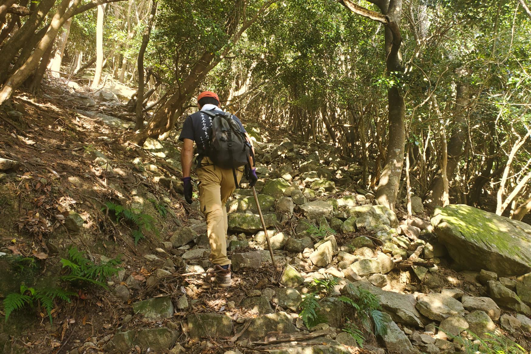 山深く入っていき、木々のトンネルを抜けて-0
