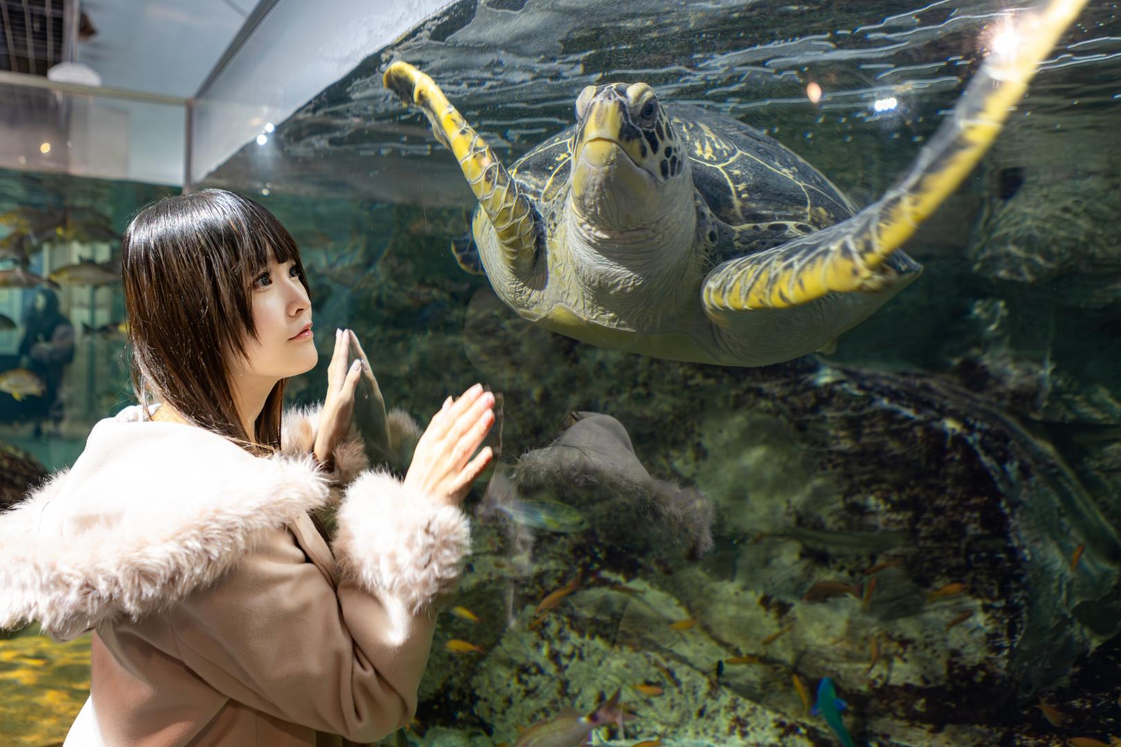 地域密着型の水族館「九十九島水族館海きらら」-4