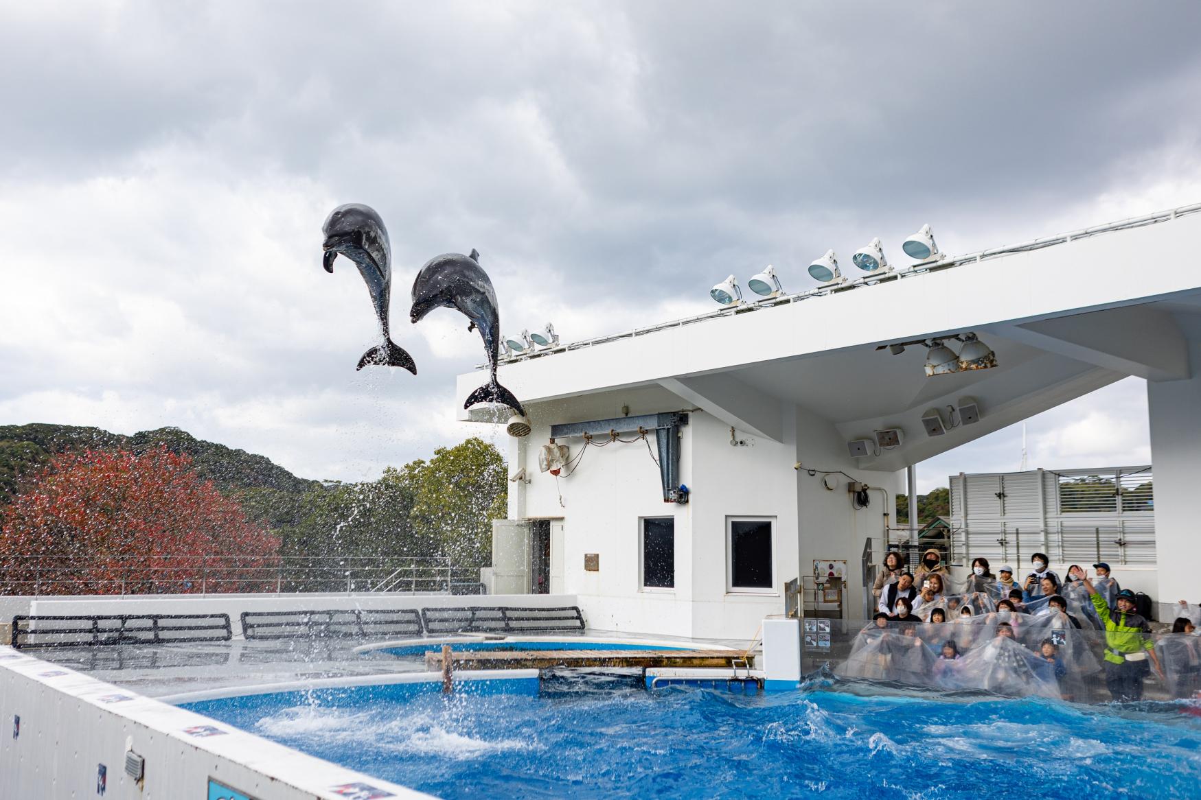 迫力満点のイルカのプログラム-0