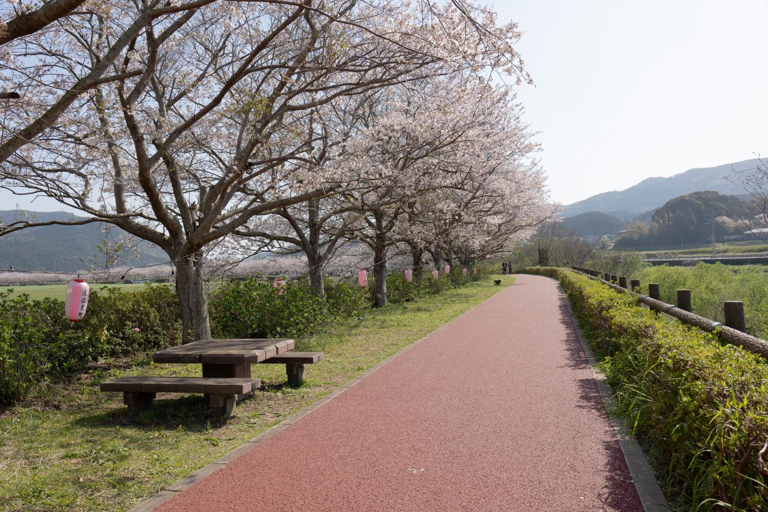 全長５kmのながーーーい桜並木！「桜づつみロード」でお花見♪-1