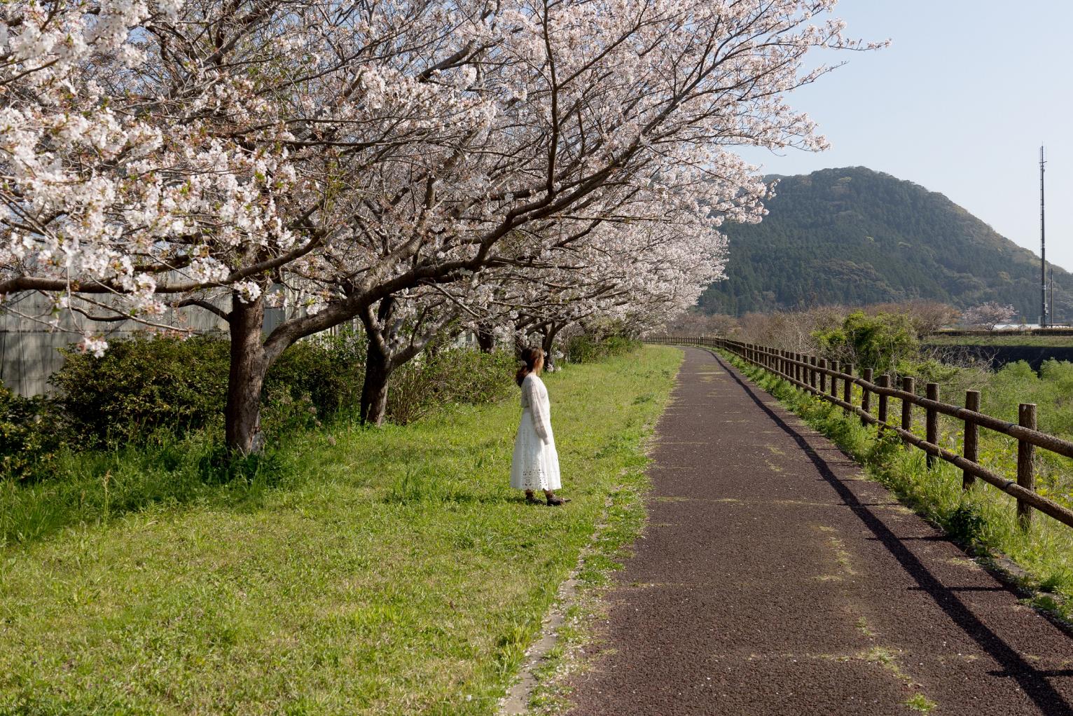 全長５kmのながーーーい桜並木！「桜づつみロード」でお花見♪-3
