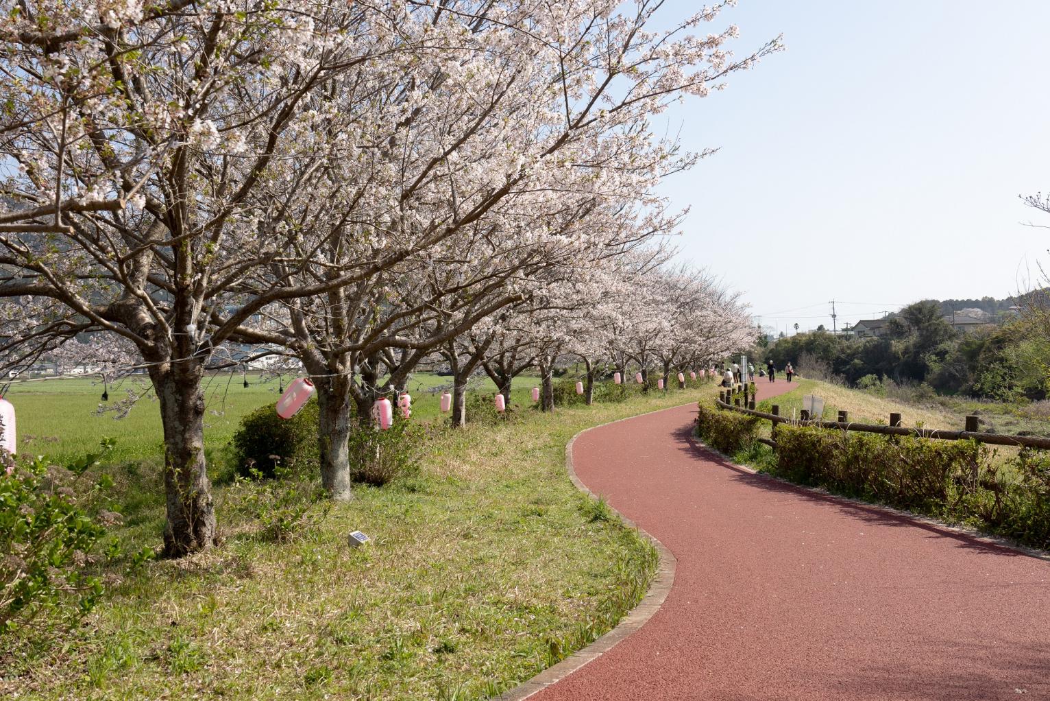 全長５kmのながーーーい桜並木！「桜づつみロード」でお花見♪-2