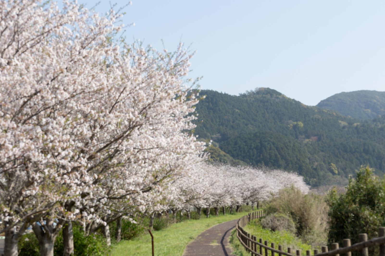 全長５kmのながーーーい桜並木！「桜づつみロード」でお花見♪-0